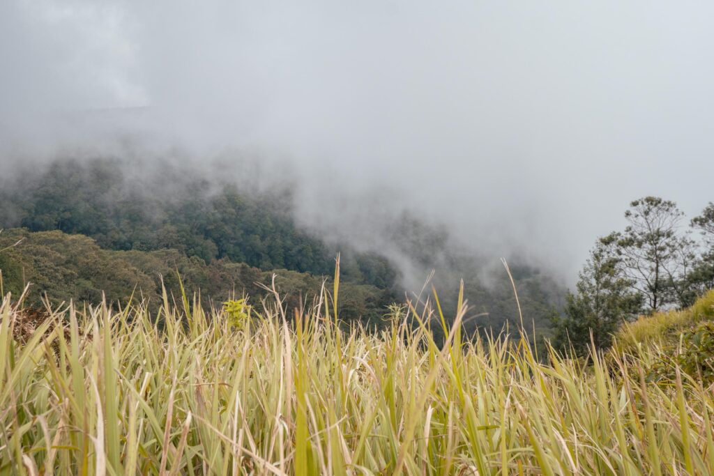 The way going to peak mountain, with Savana and foggy vibes. The photo is suitable to use for adventure content media, nature poster and forest background. Stock Free