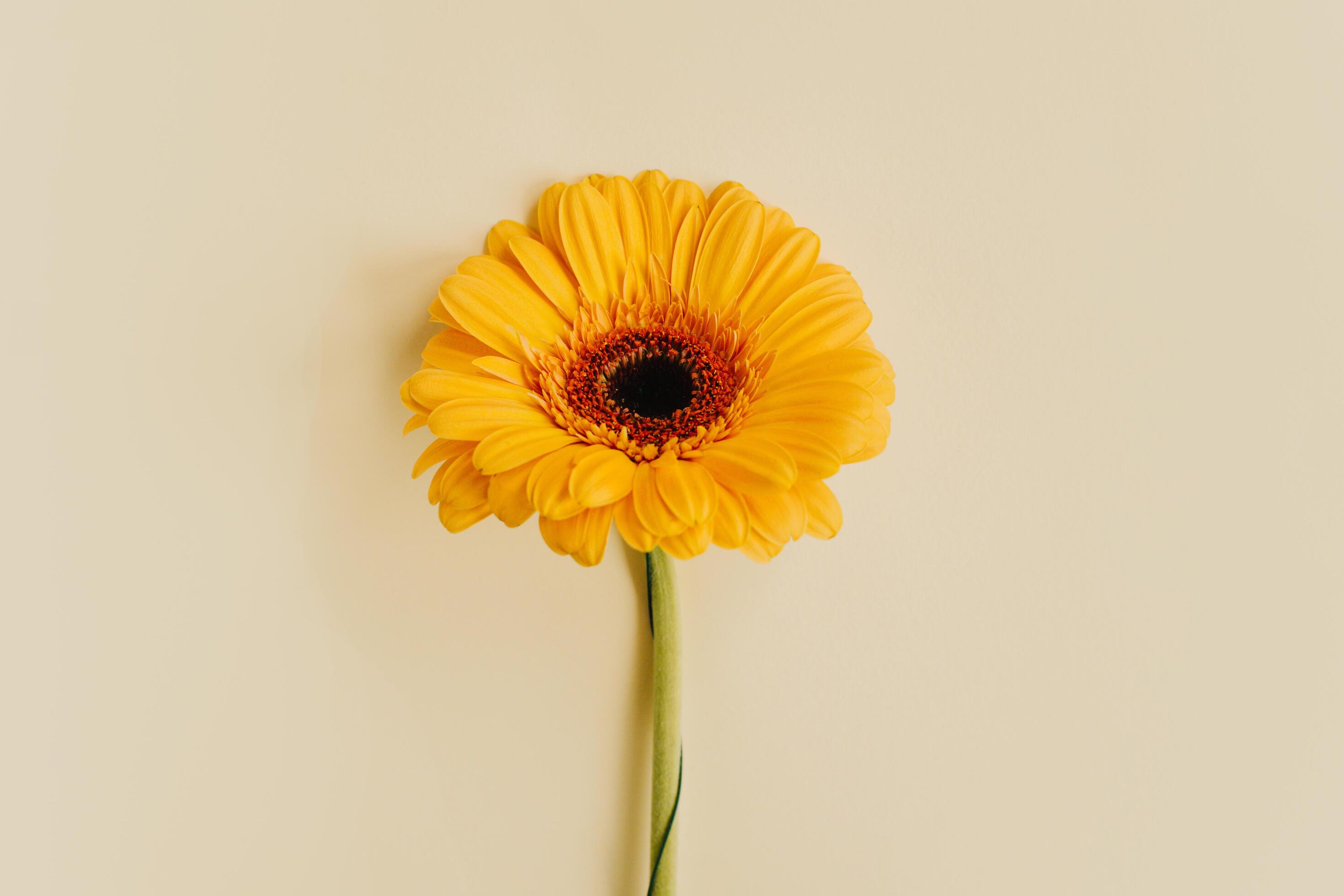 Beautiful yellow Gerbera flower on a light yellow pastel background. Stock Free