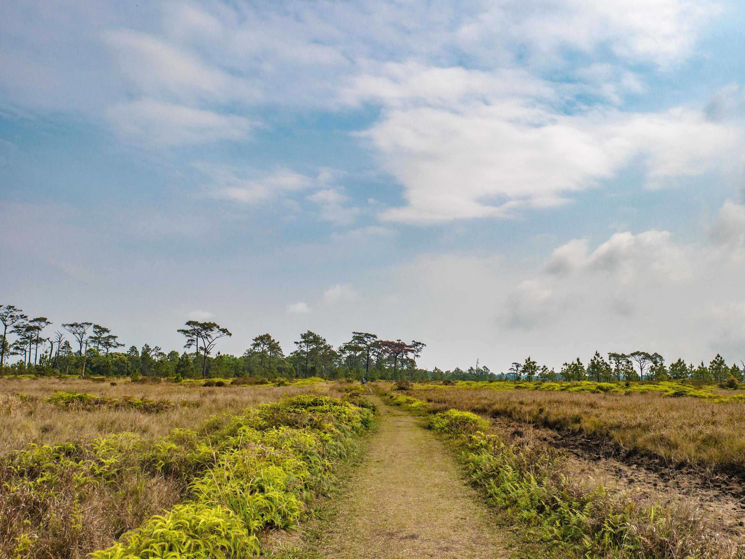 Nature trail at Phu Kradueng mountain national park in Loei City Thailand.Phu Kradueng mountain national park the famous Travel destination Stock Free