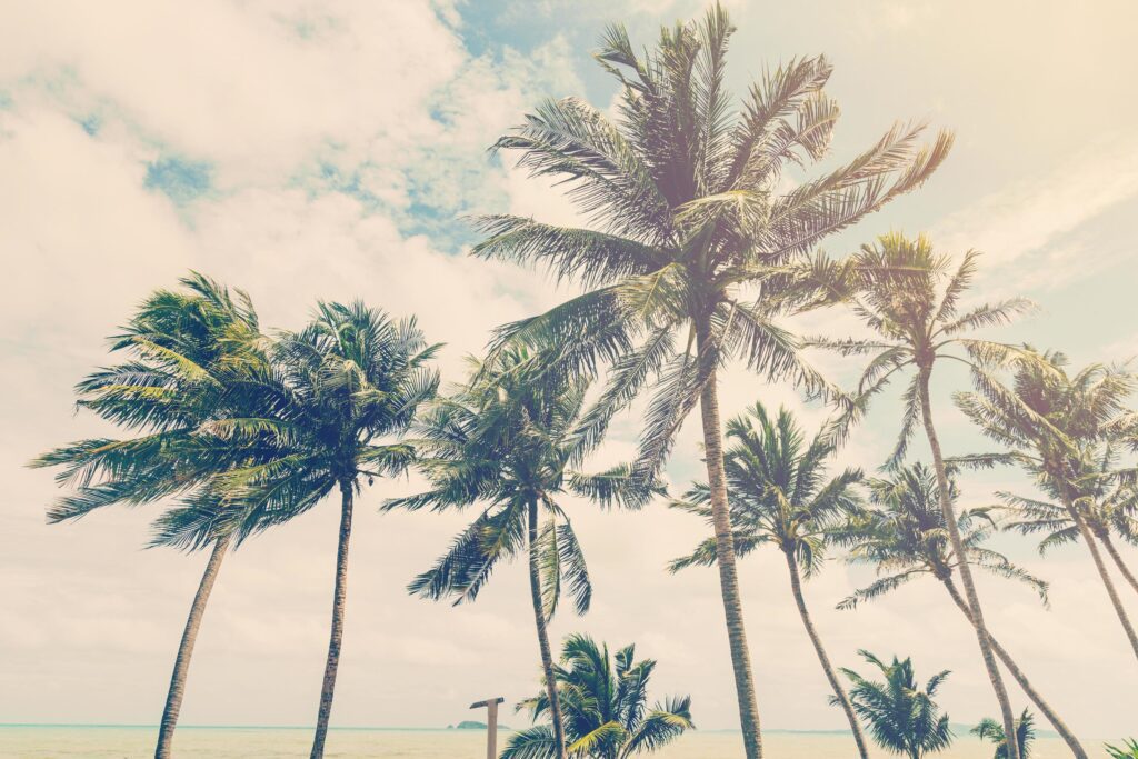 coconut plam tree on beach of nature background in vintage style Stock Free