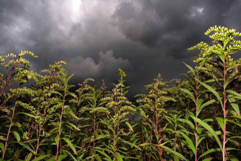 Wild plants Stock Free