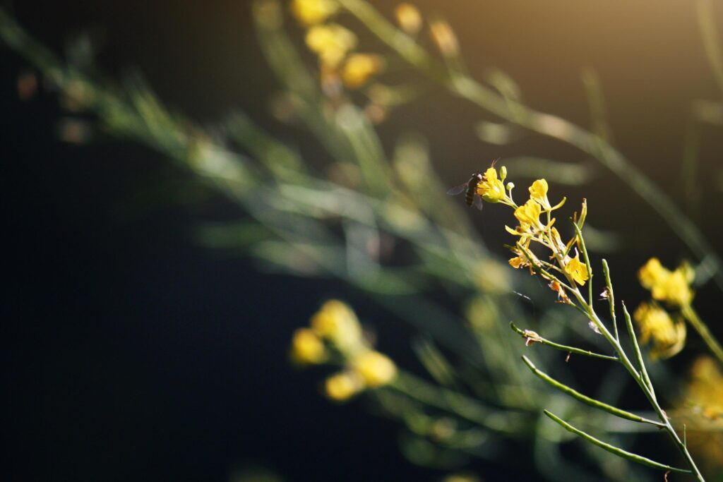 Blossom yellow grass flowers with butterfly and bee in Natural sunlight in Springtime. Stock Free