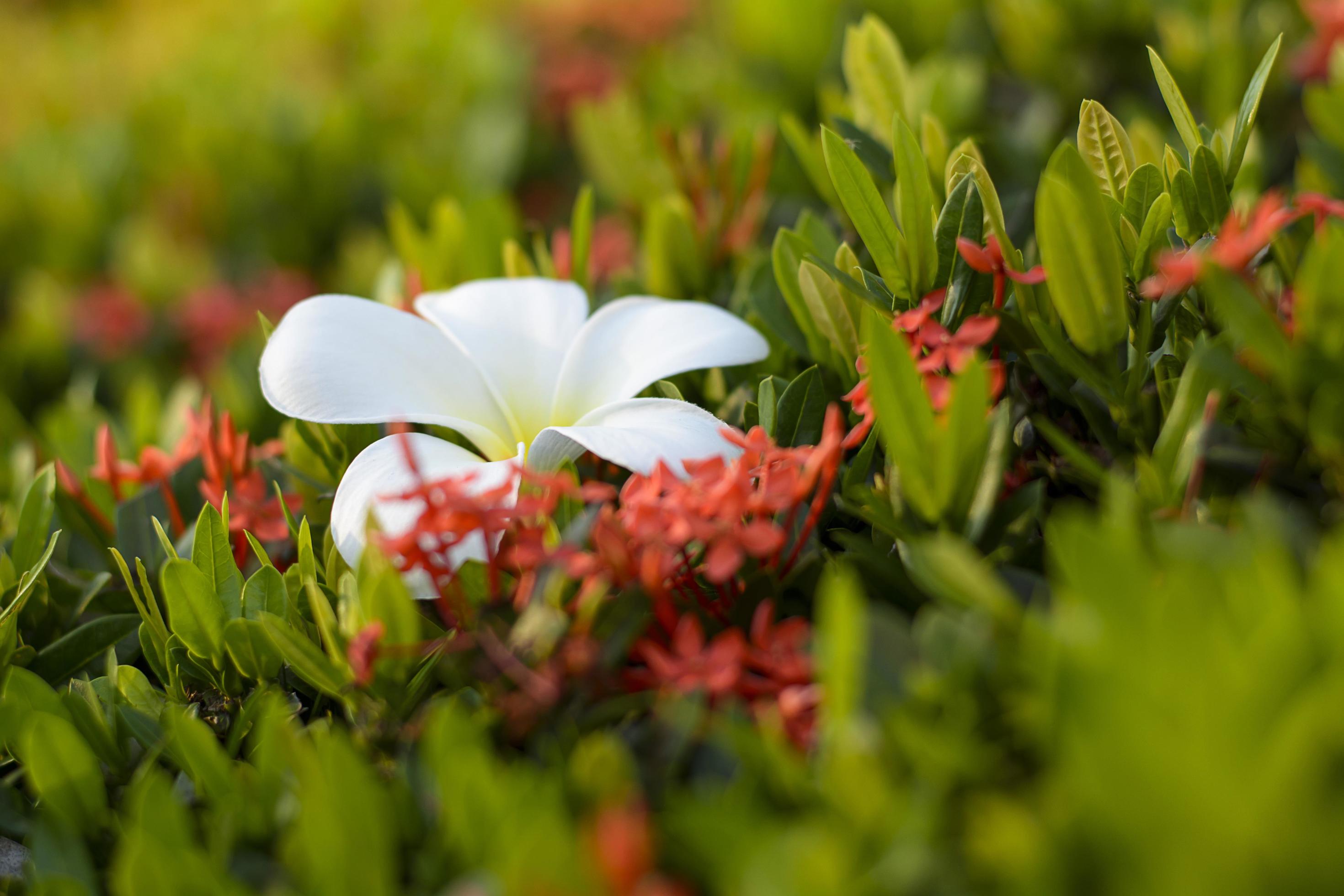 Plumeria Flower and ixora Stock Free