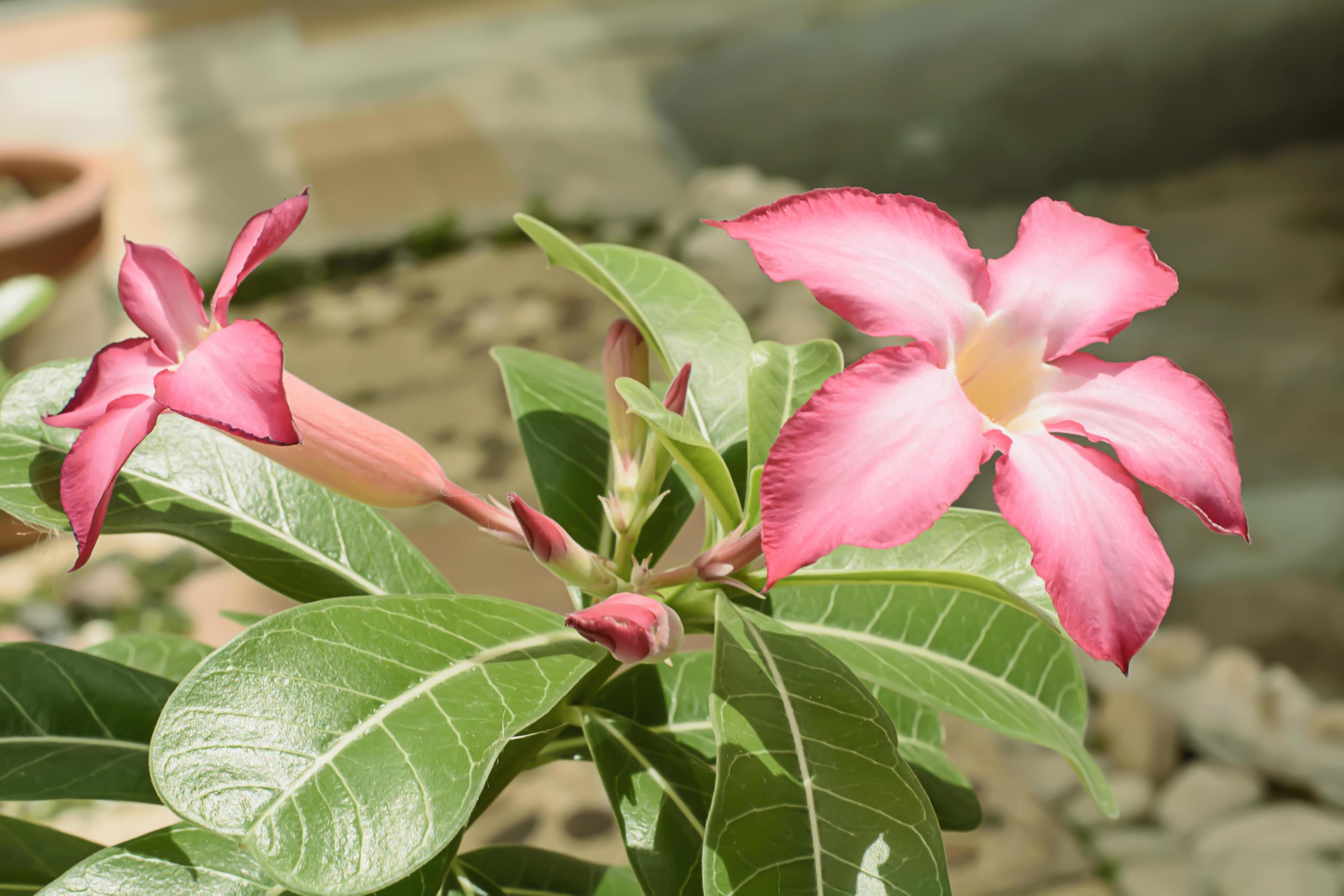 Desert Rose is a bright-colored flowers. Desert Roses are Thai Flower. Stock Free