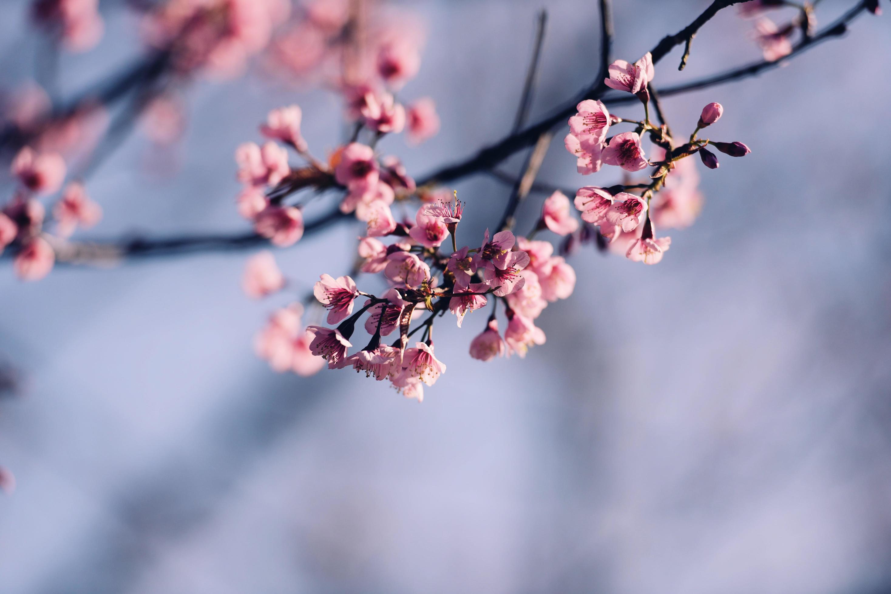 Wild Himalayan Cherry Blossom, beautiful pink sakura flower at winter landscape. Stock Free