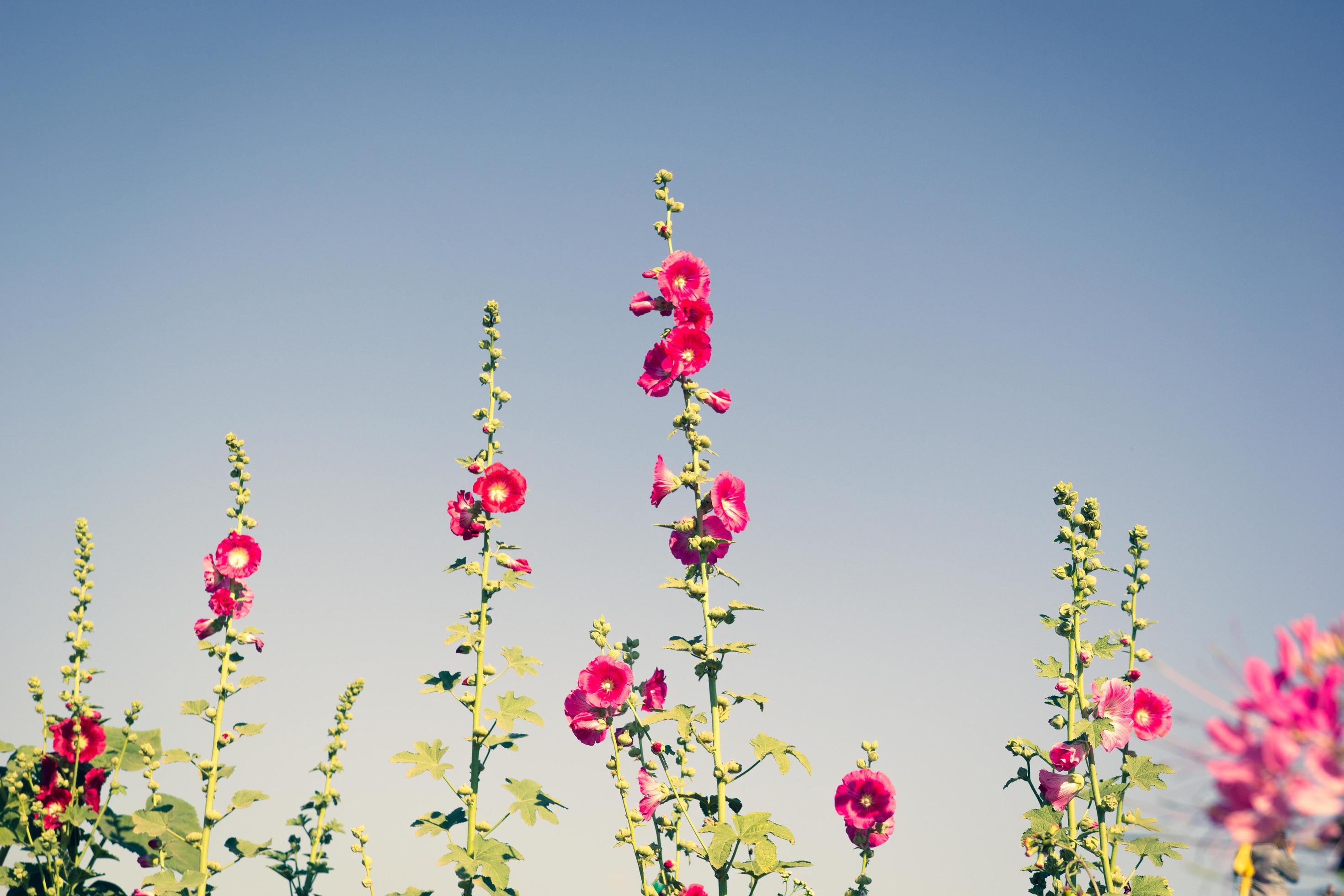 High angle view of pink flowers in the garden and blue sky, natural spring background. Stock Free