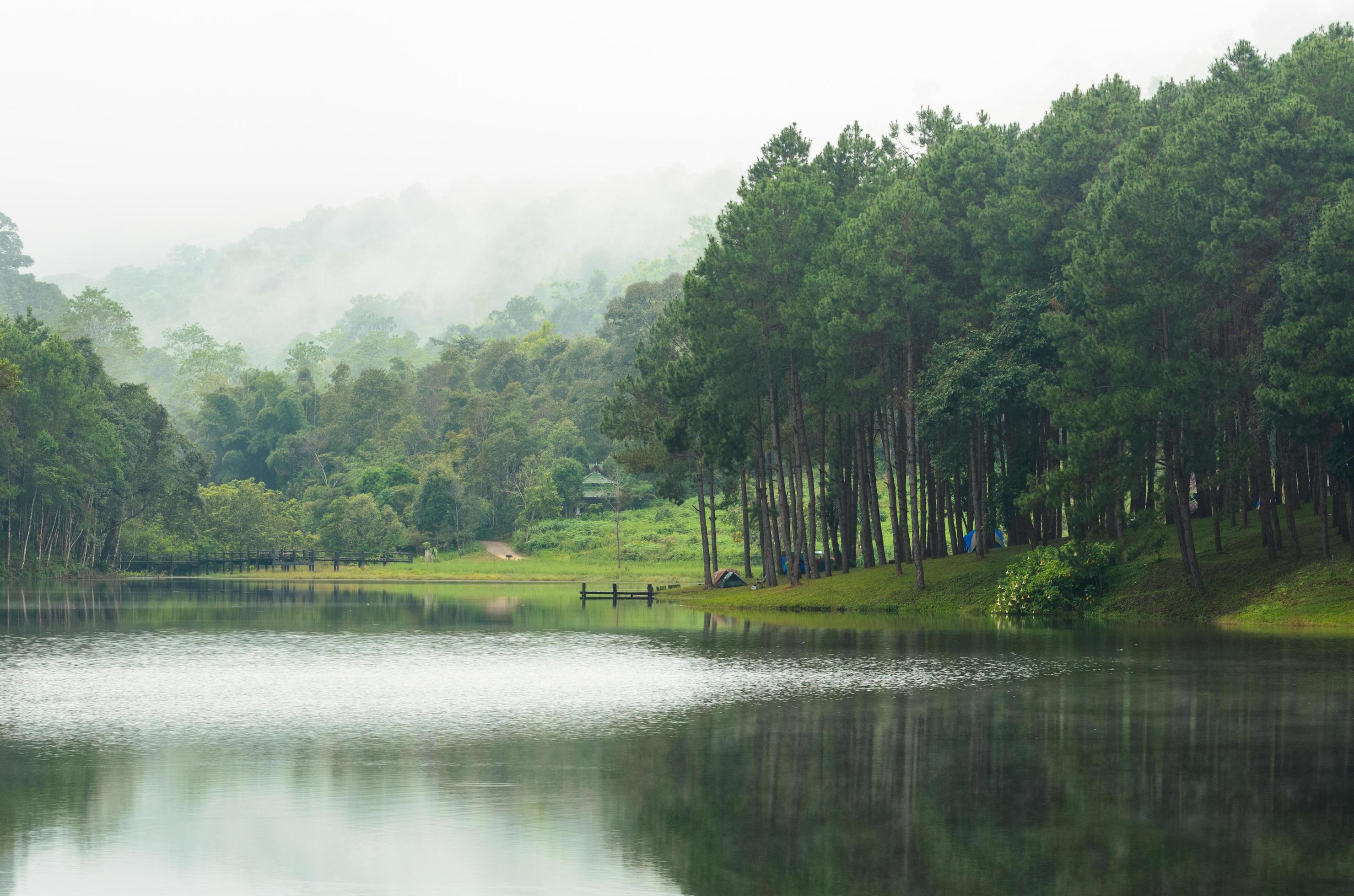 Nature landscape at morning of lakes and pine forests Stock Free