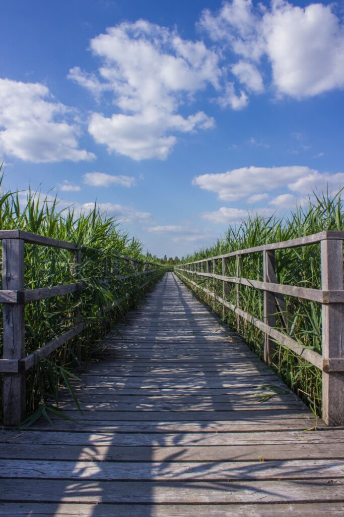 Boardwalk Stock Free