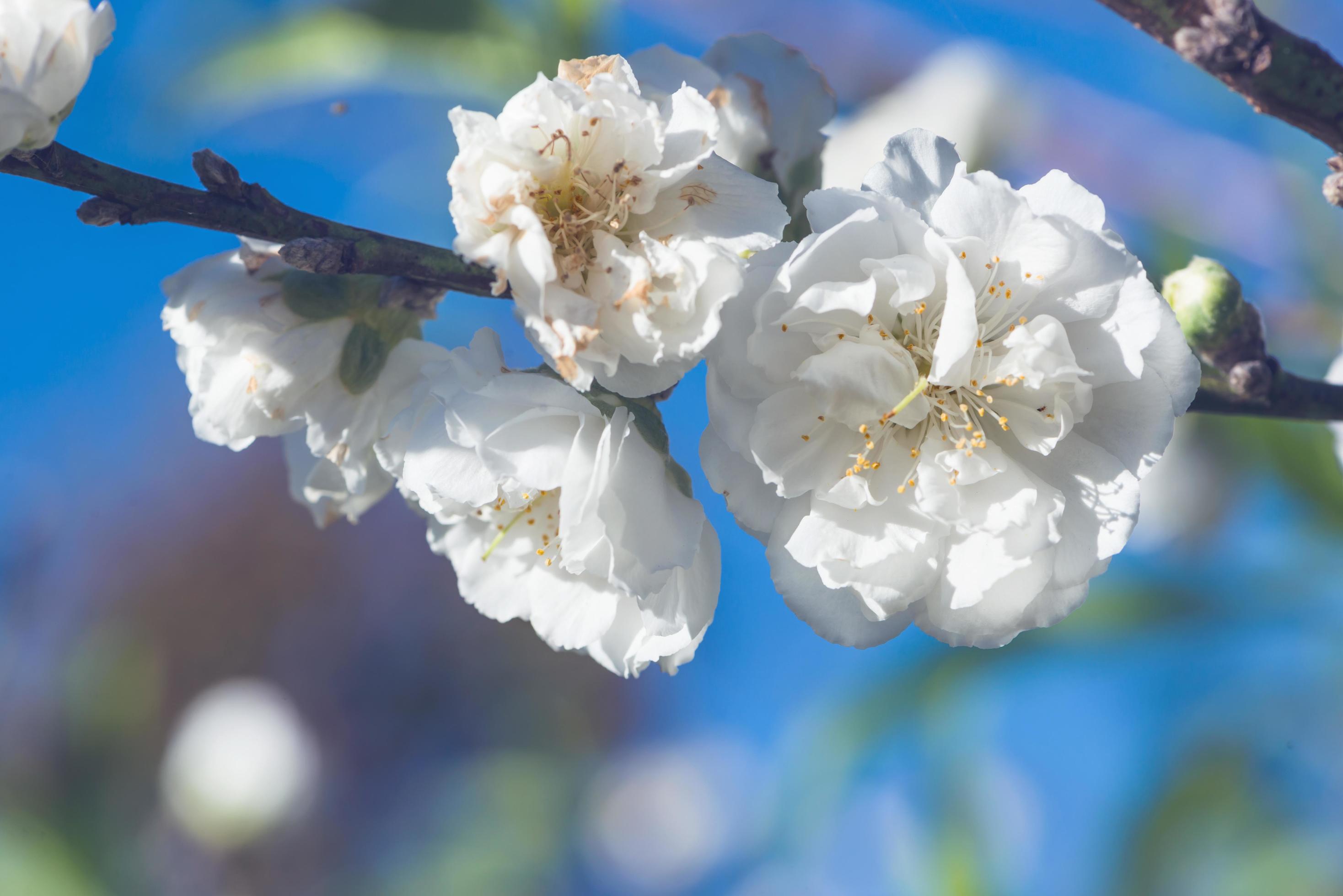 background White flower Prunus persica. Stock Free