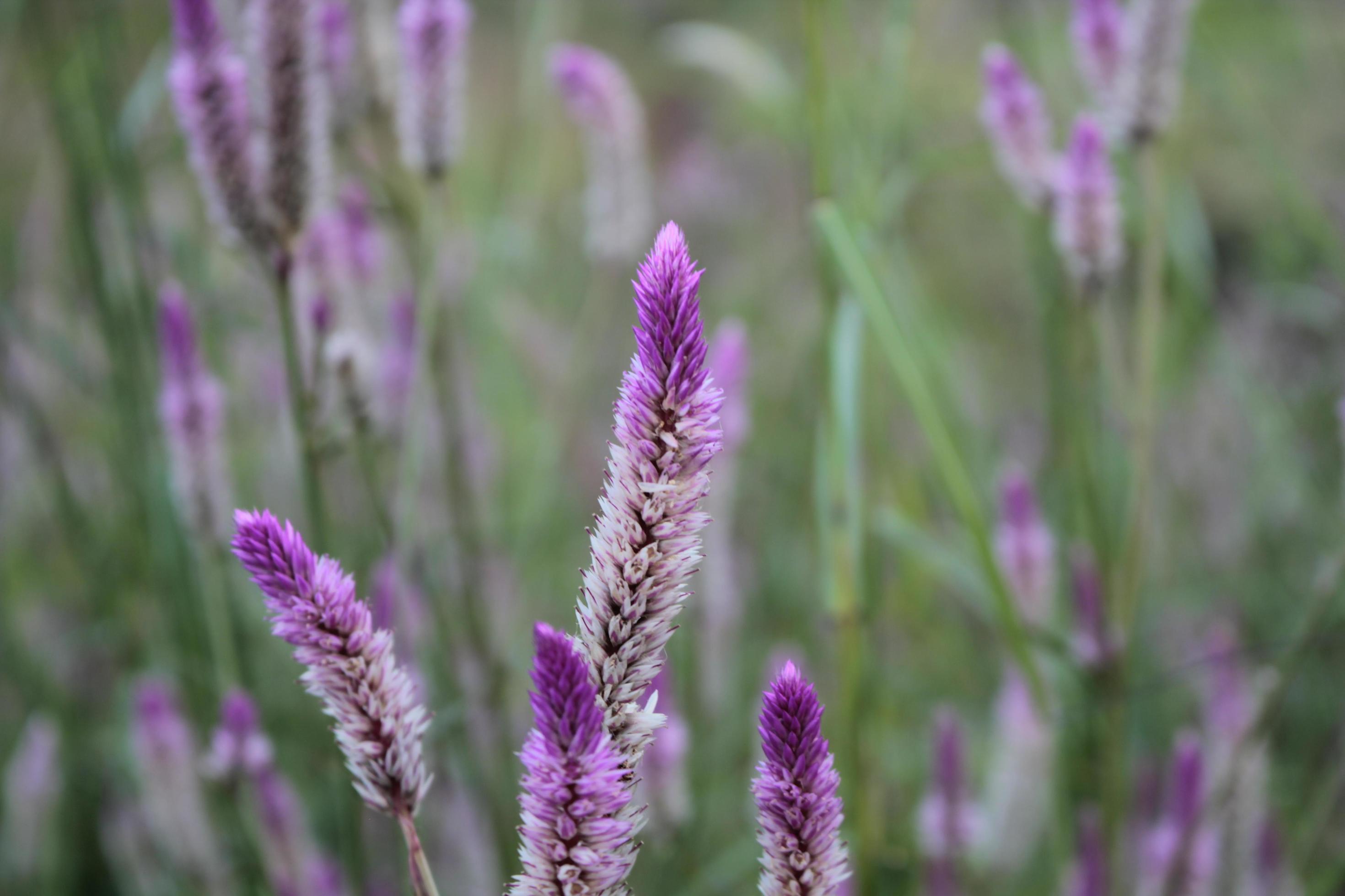 Purple Flowers in the grass field Stock Free