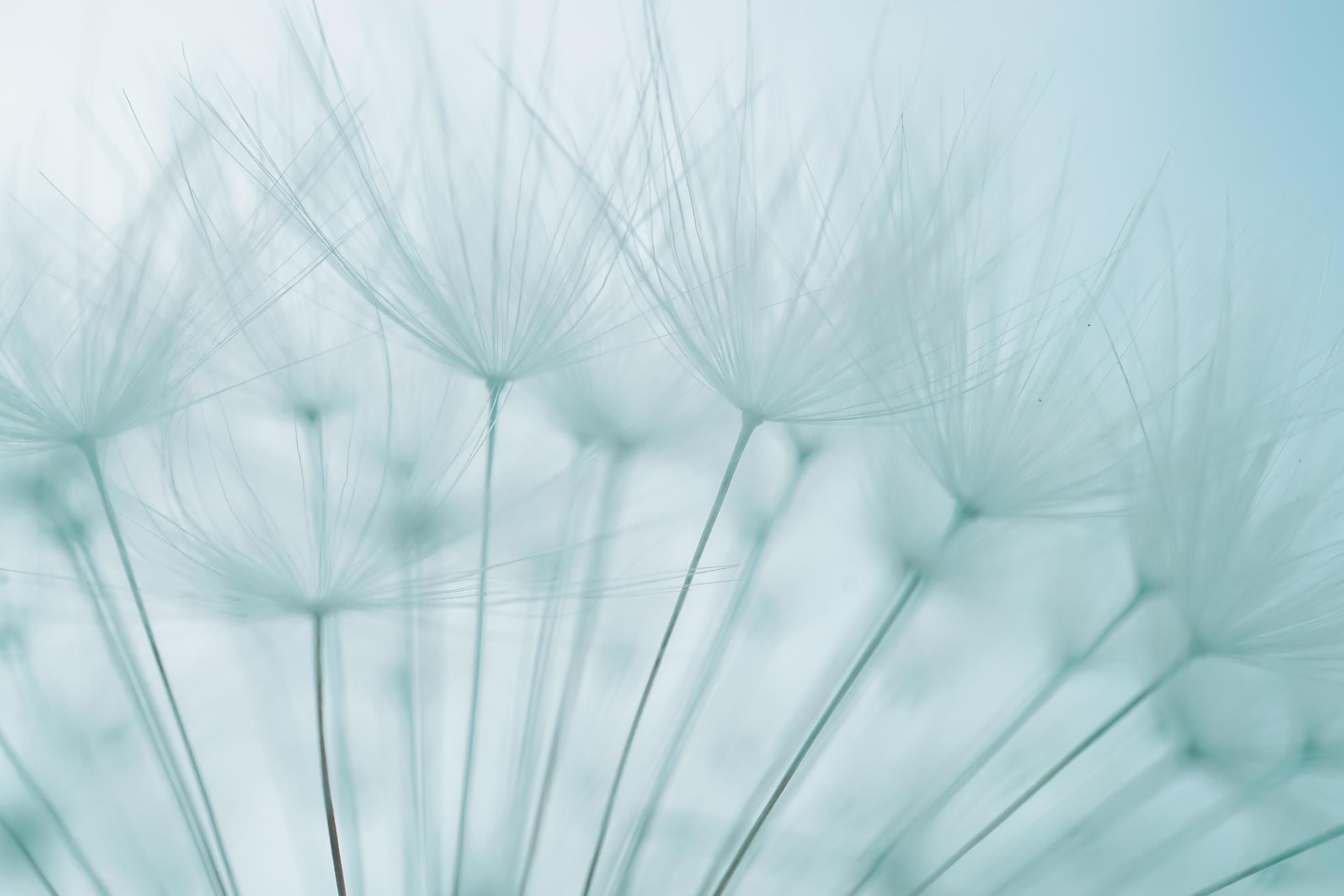 romantic white dandelion flower seed in springtime Stock Free