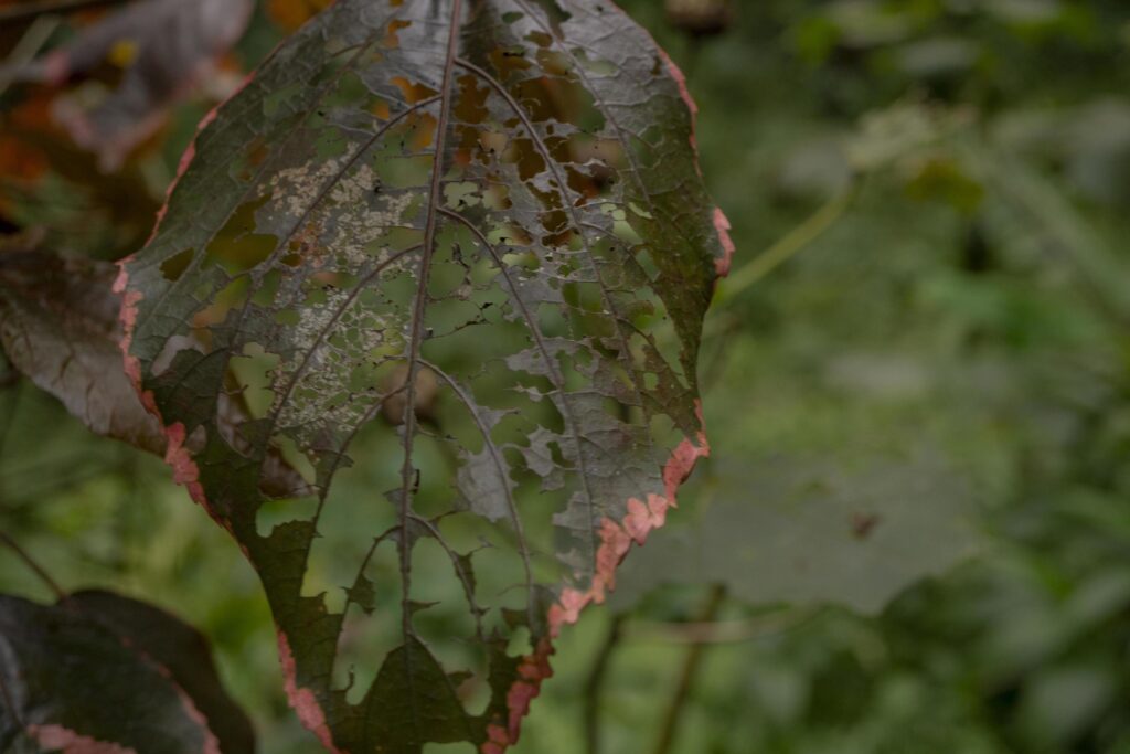 Close up photo of hole on the green leaf when rainy season. Photo is suitable to use for nature background, botanical poster and nature content media. Stock Free