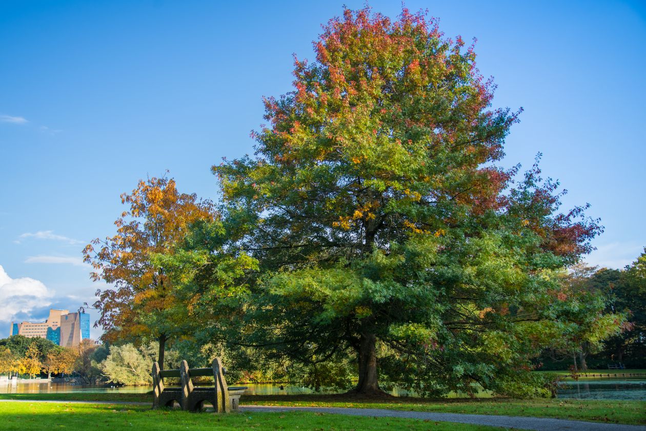 Autumn tree in the park Stock Free