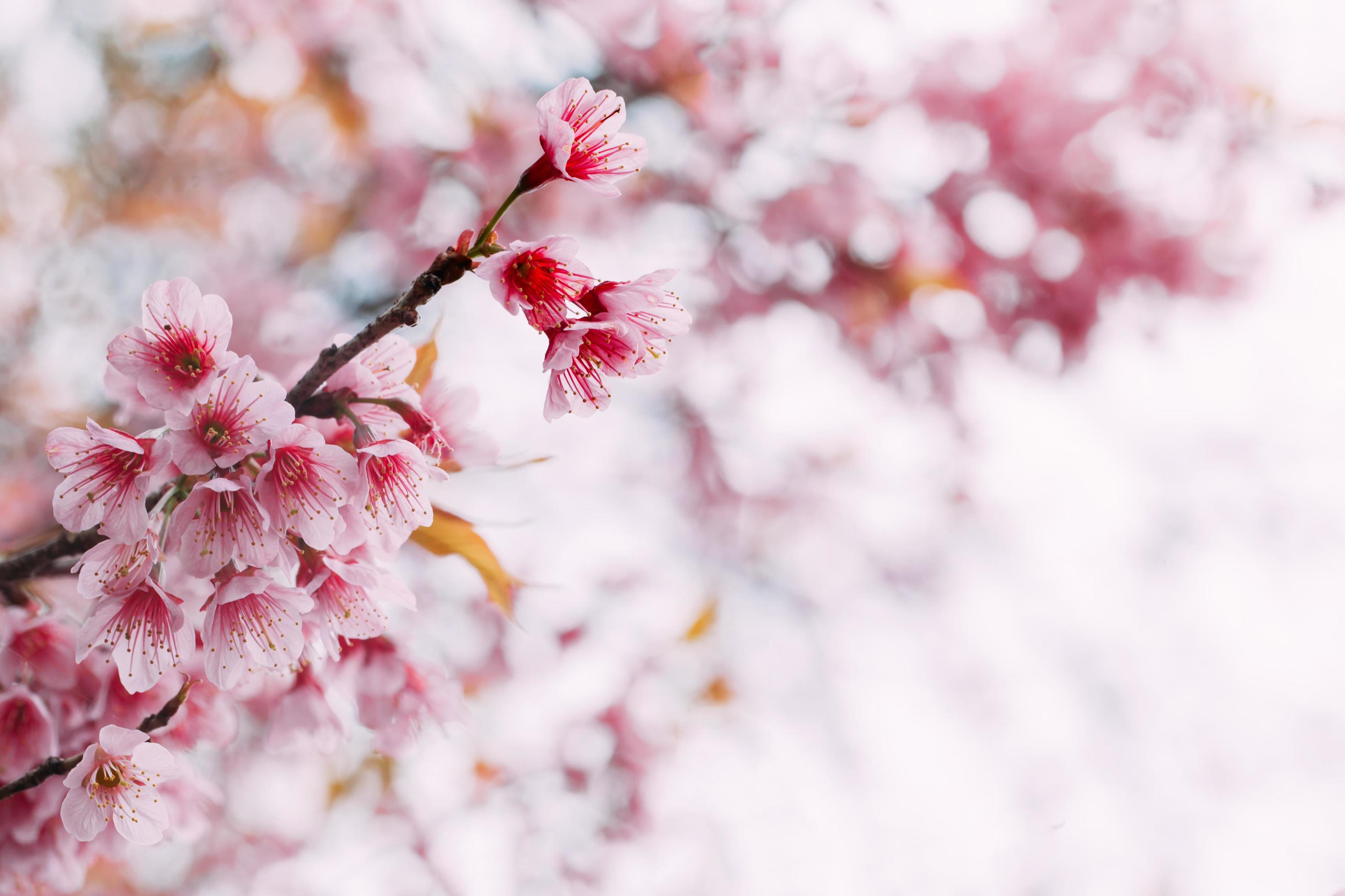 spring-sakura-pink-flower-vintage-color-toned-abstract-nature-background-free-photo