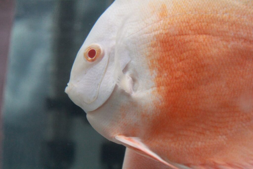 White Orange Fish Closeup Stock Free