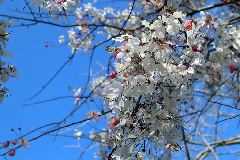 Close up wishing tree or cassia bakeriana craib flowers on bright blue sky background Stock Free