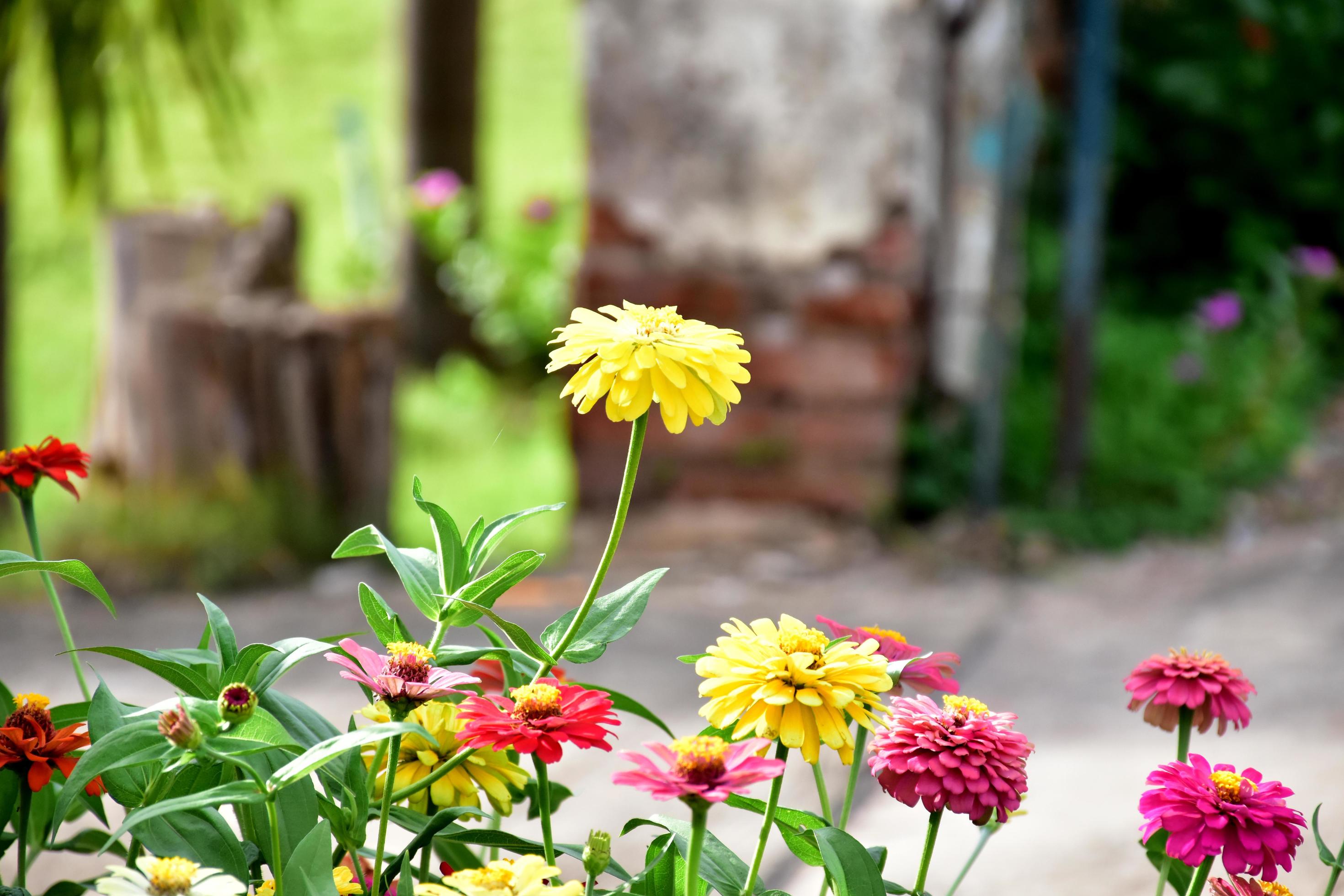 Zinnia flower growing in flower bed near home, Stock Free