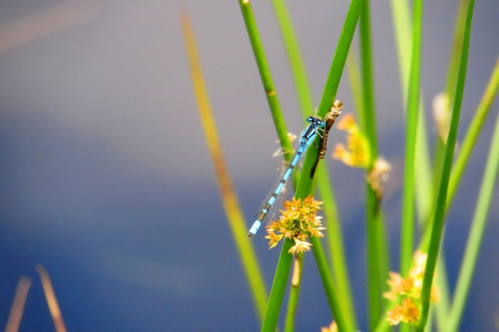 Dragonfly on a leaf Stock Free