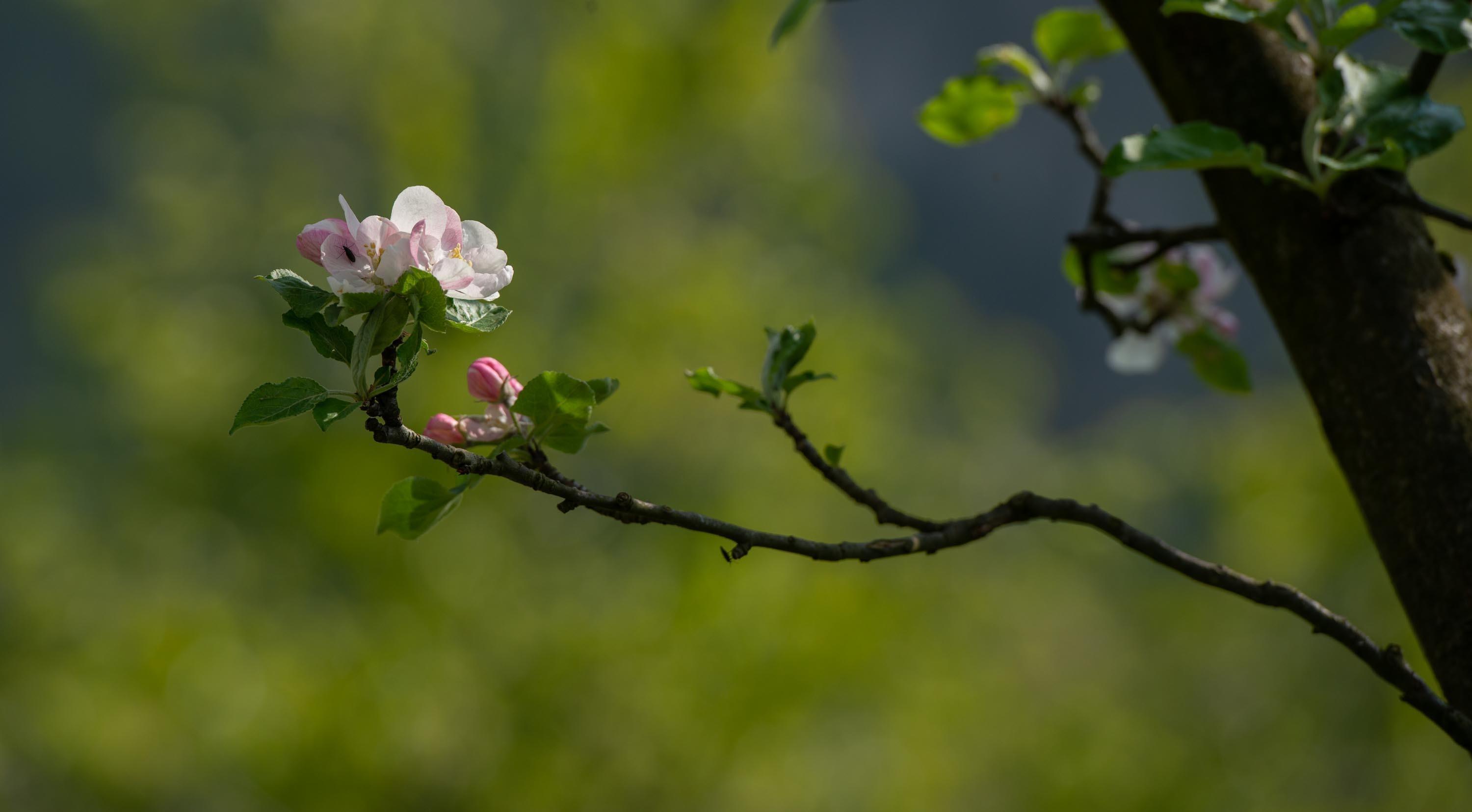 Flowering peach tree Stock Free