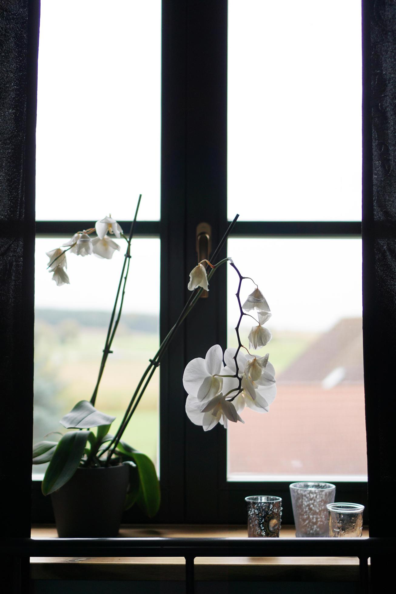 
									Flower pot near a big window. White orchid on the windowsill Stock Free