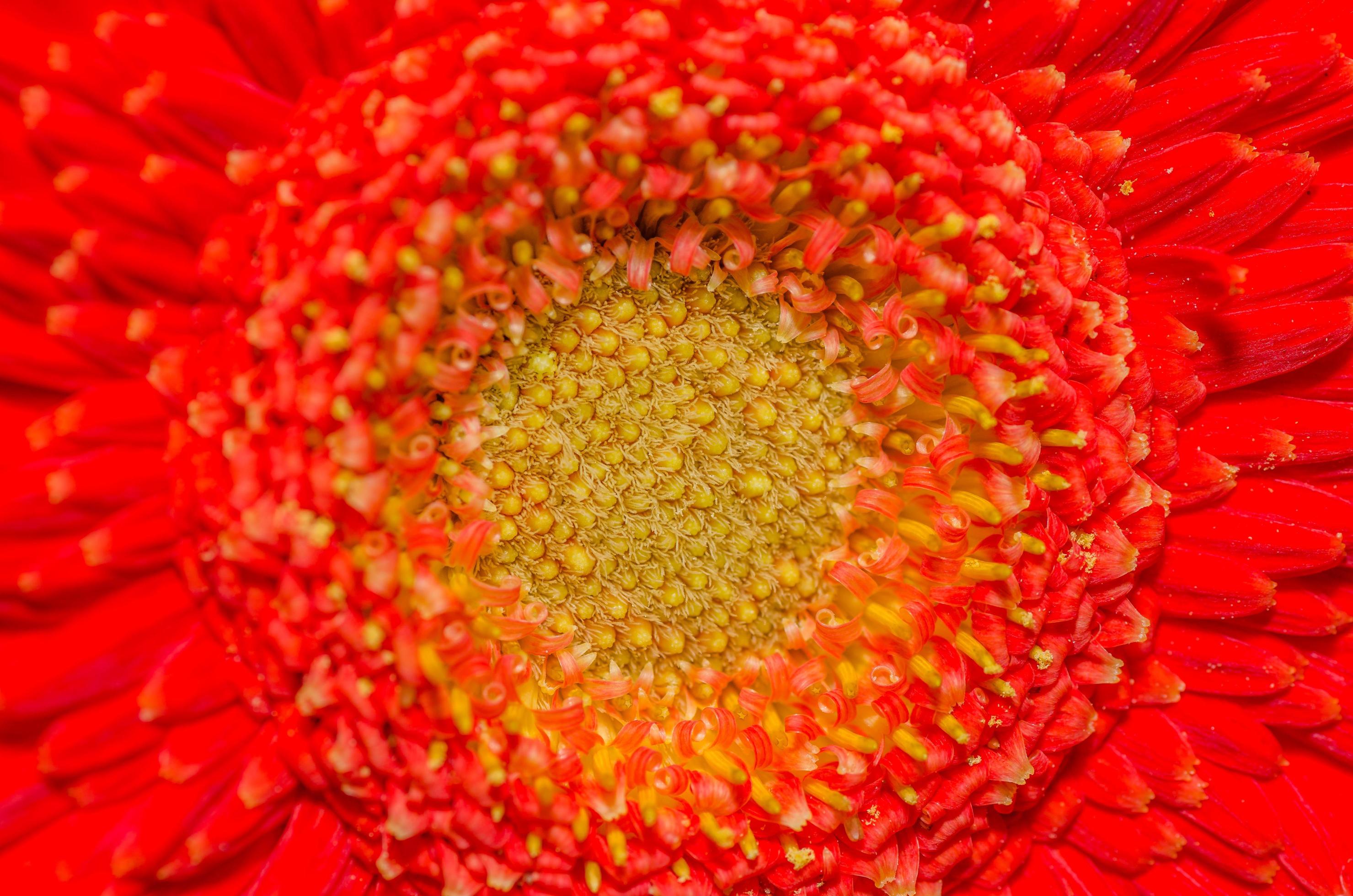 red flower detail Stock Free