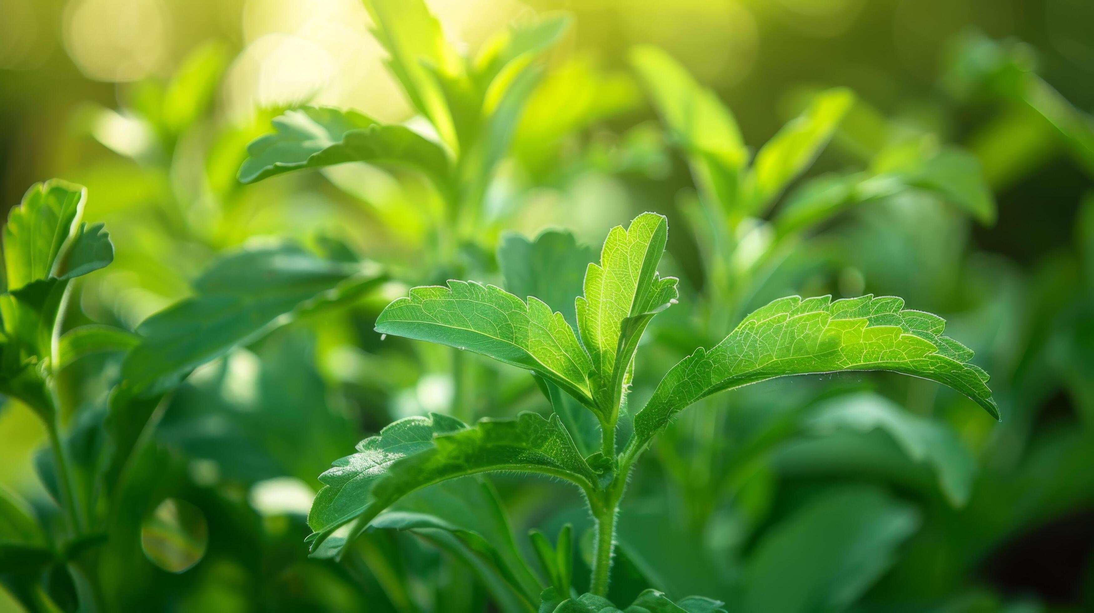 Close-up of lush green stevia plants basking in sunlight, showcasing natural sweetness, healthy lifestyle, and organic gardening. Stock Free