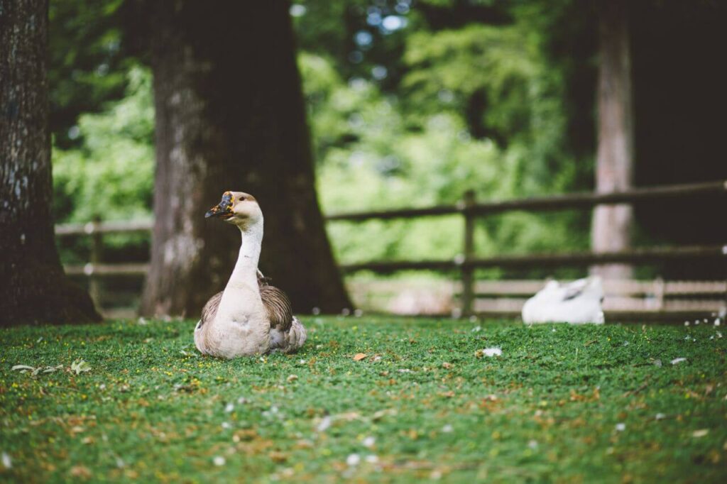 White & Brown Goose on Grass Stock Free