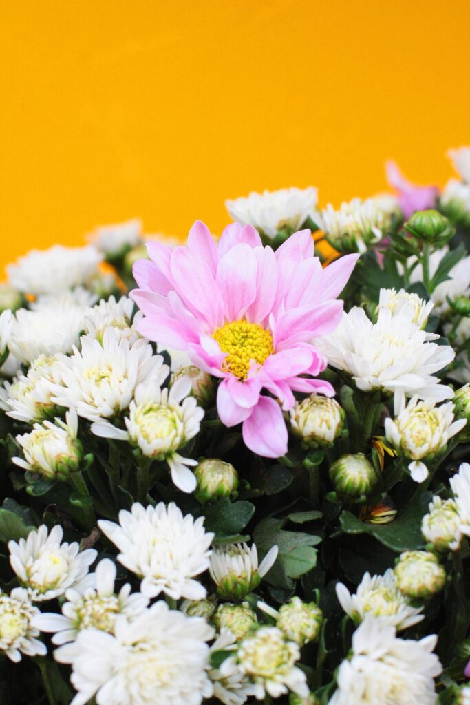 Blooming White and pink Chrysanthemum flowers on yellow background Stock Free