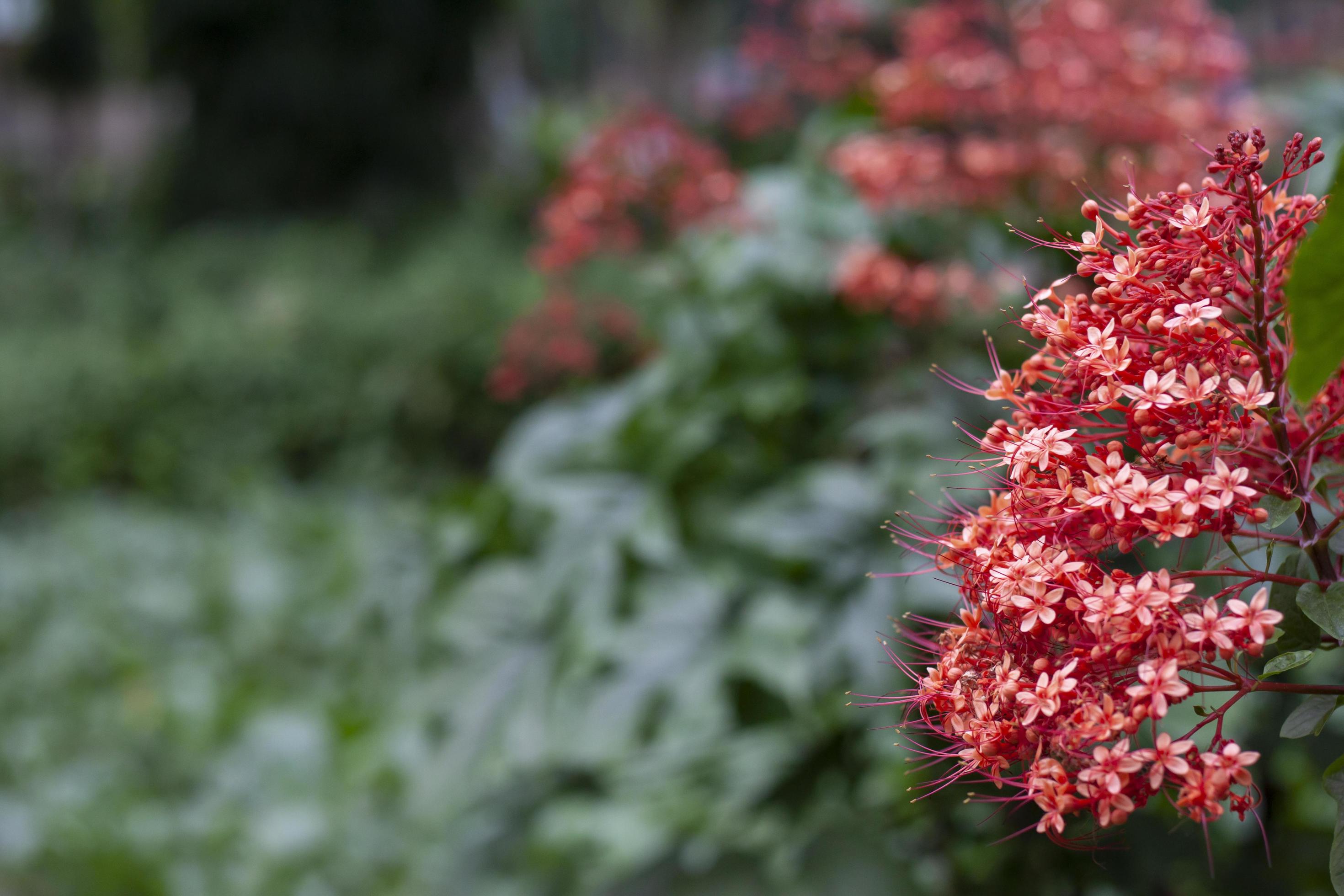 Red pagoda flower bloom in the garden on blur nature background with free space, is a Thai herb by using the root to cure the poison. Stock Free