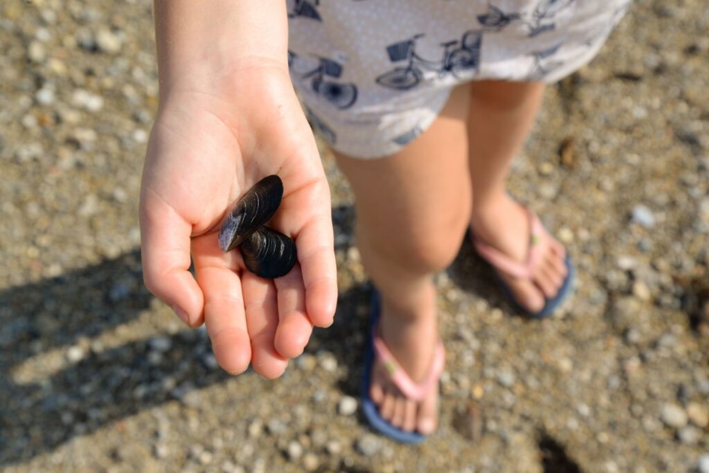 Girl finding shells Stock Free