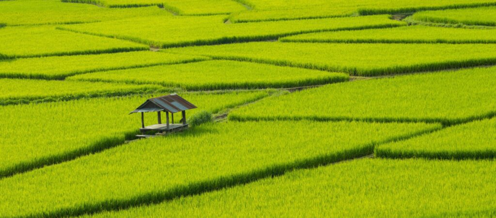 Green rice fields in the rainy season beautiful natural scenery Stock Free