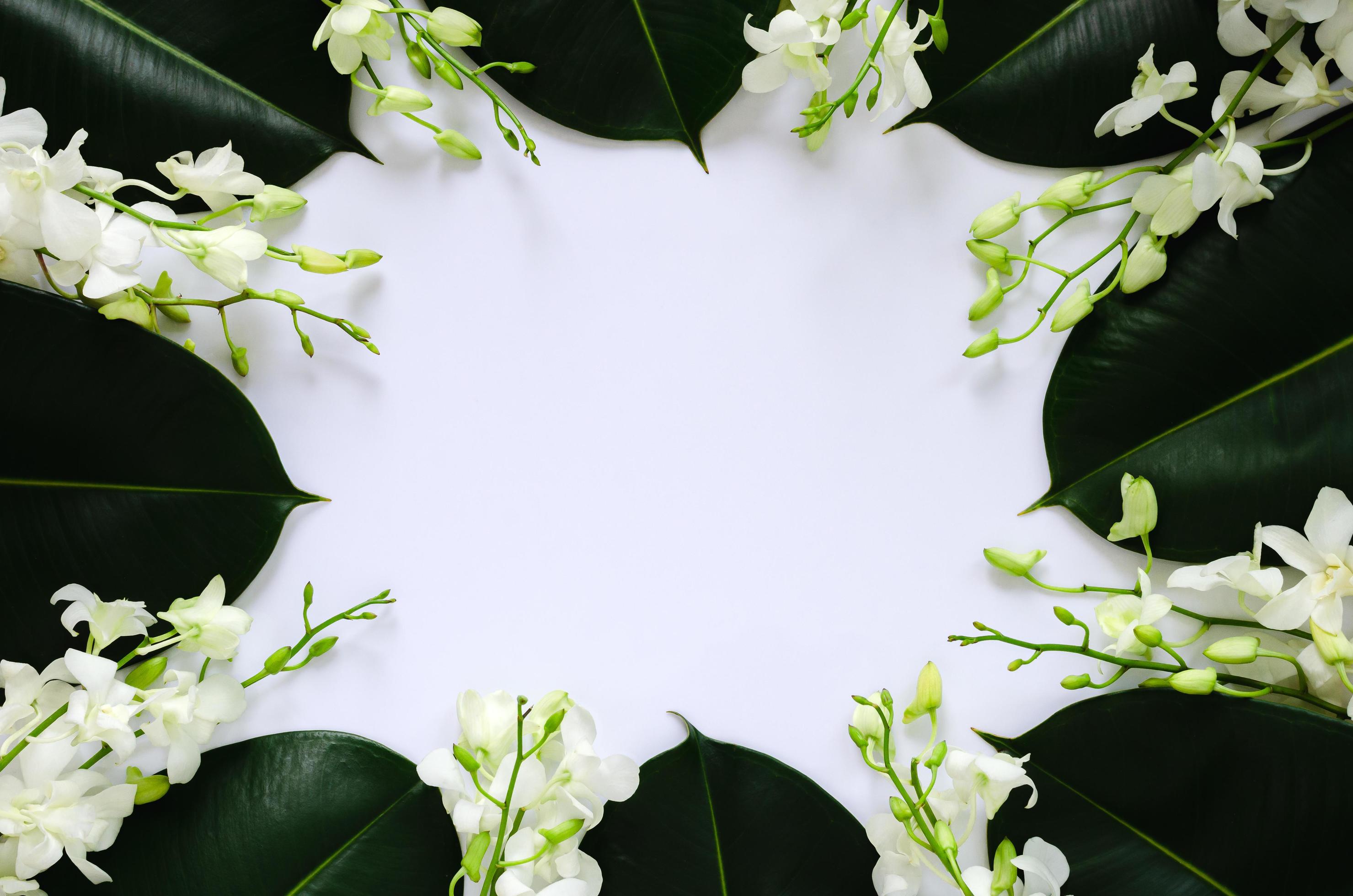 White orchid flowers put on rubber tree leaves for spring blossom photo concept. Stock Free