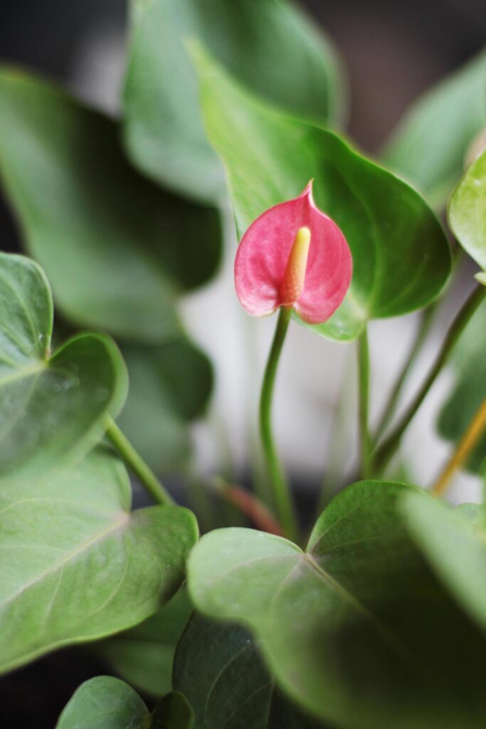 Freshness blooming Flamingo Flower or anthurium floral in natural sunlight Stock Free