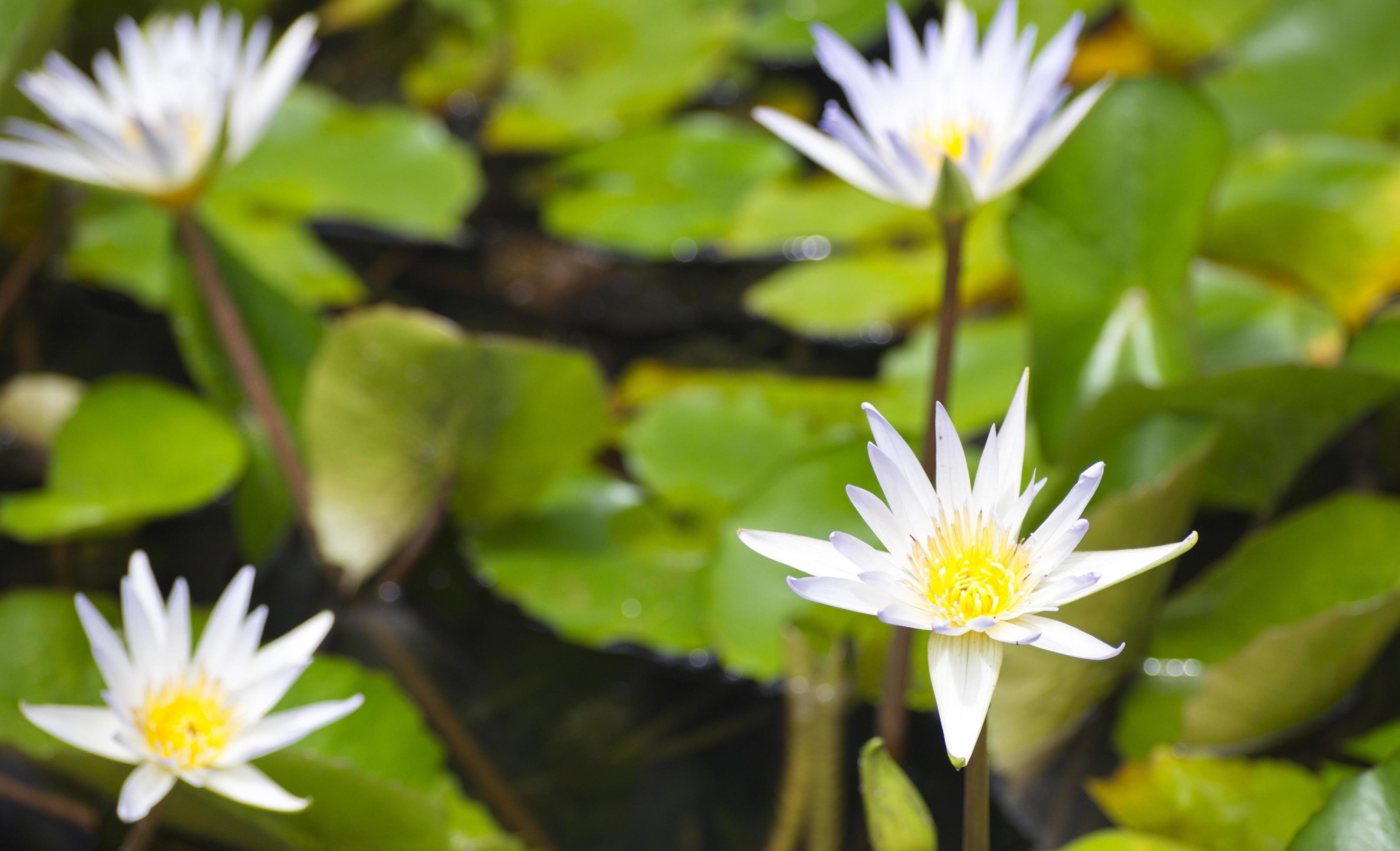 White water lily on the leaves and natural pool background. lotus flower. Stock Free