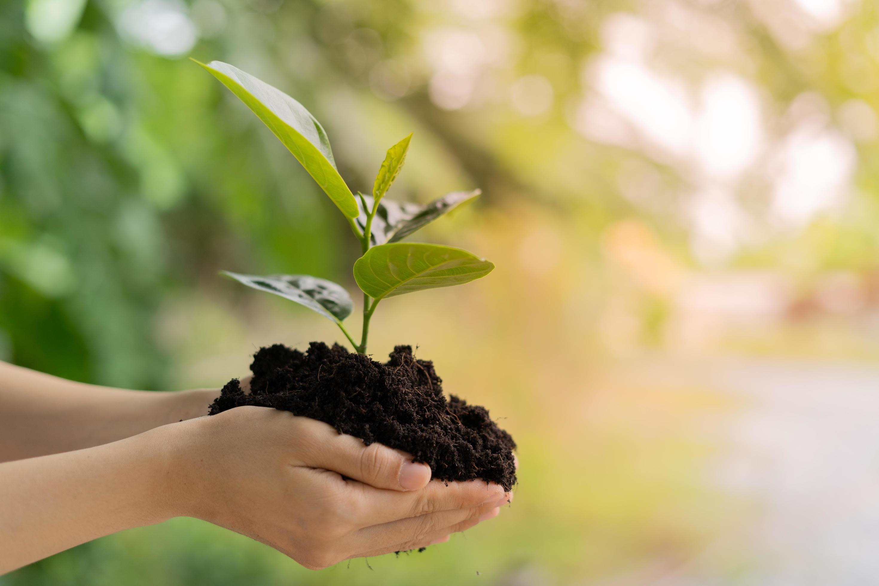 Hand holding black soil and green sapling. Plant trees for good nature and environment. world environment day Stock Free