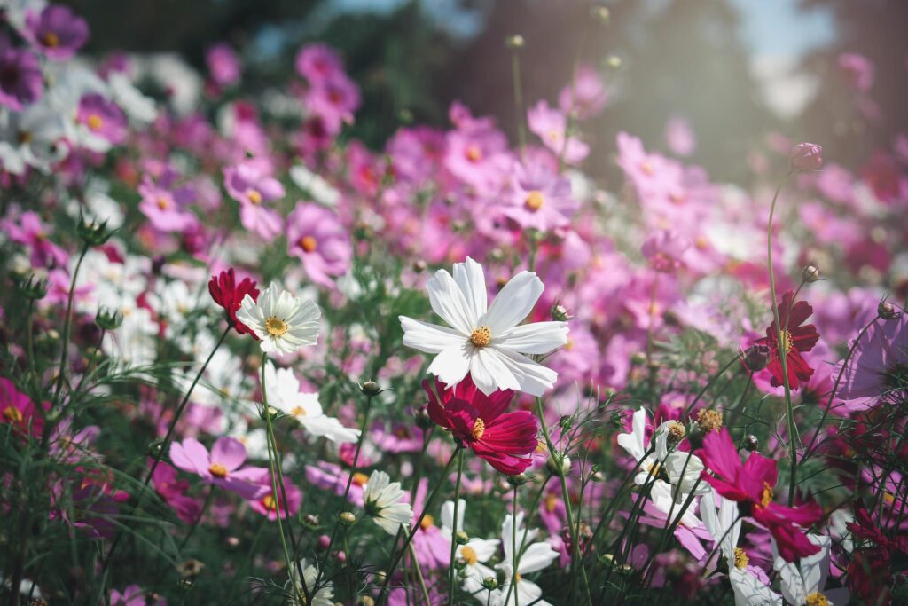 Pink and pink cosmos flower blooming cosmos flower field, beautiful vivid natural summer garden outdoor park image. Stock Free