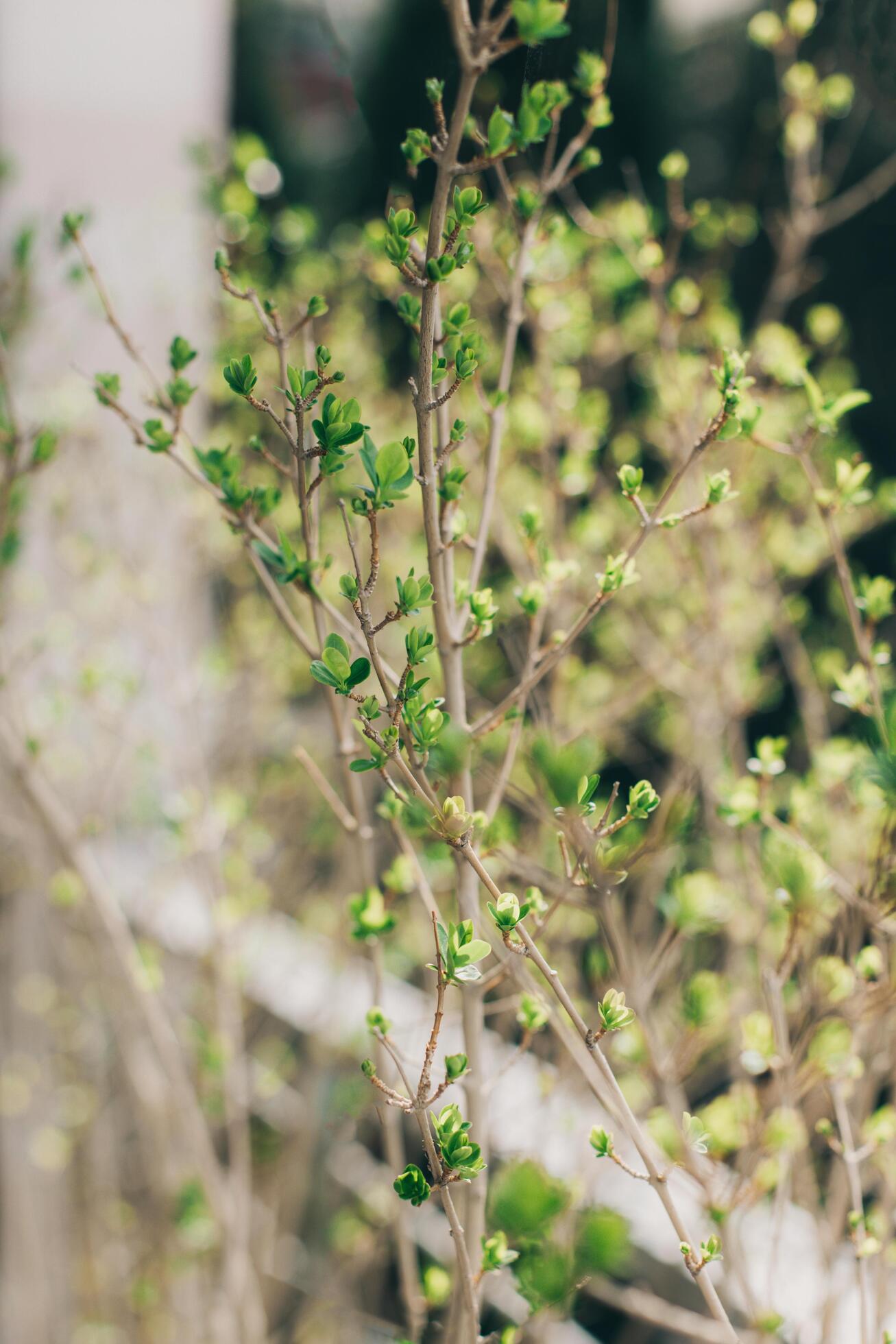 Branches with fresh green leaves in a garden. Spring background. Stock Free