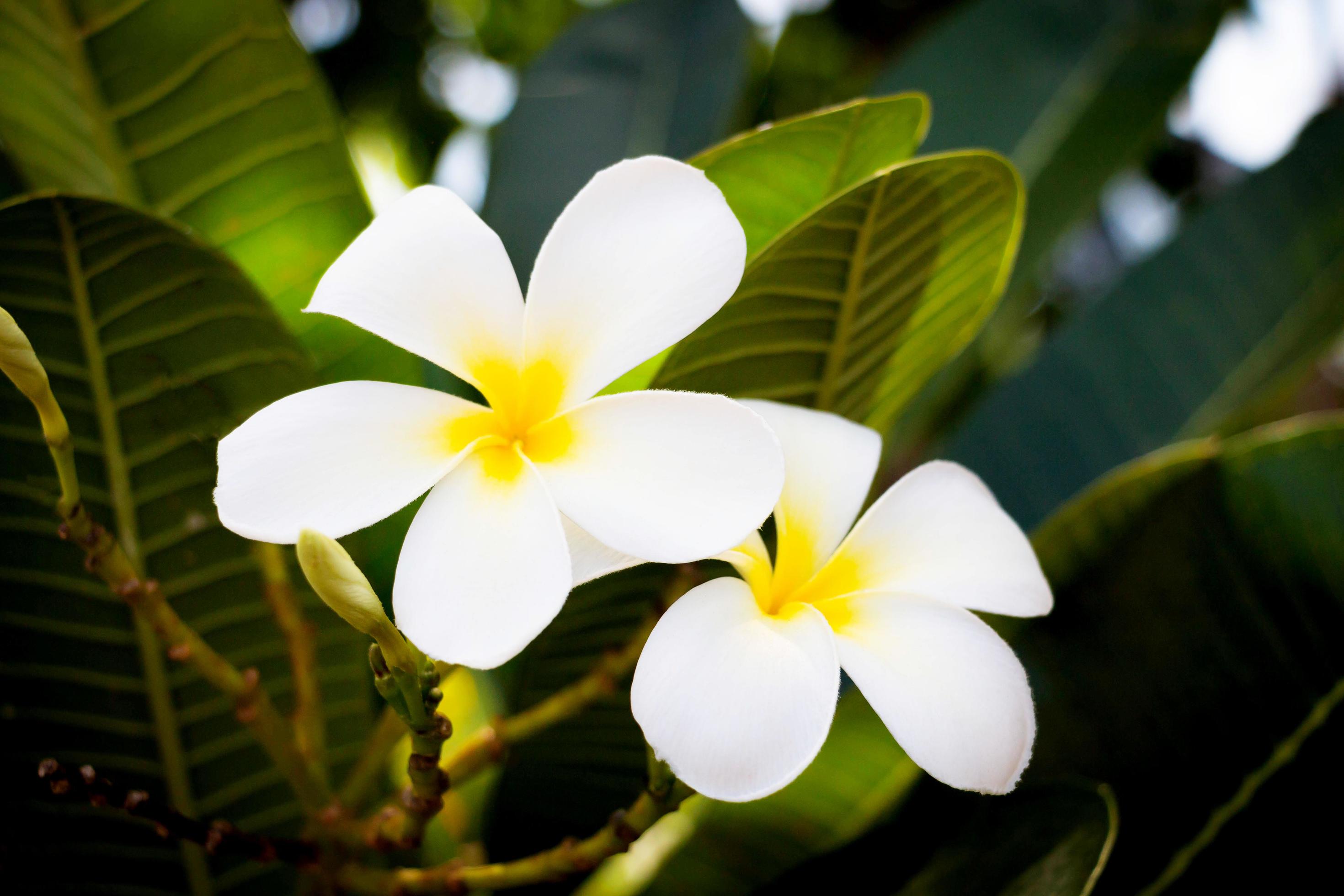 fresh white plumeria flowers Stock Free