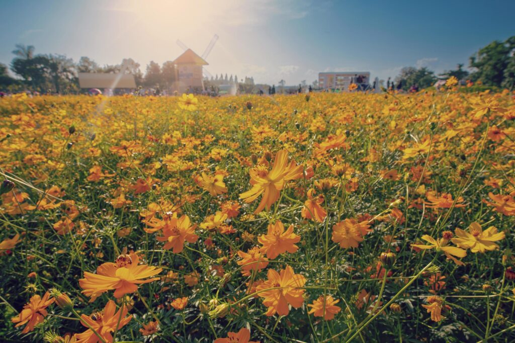 Natural view cosmos filed and sunset on garden background Stock Free