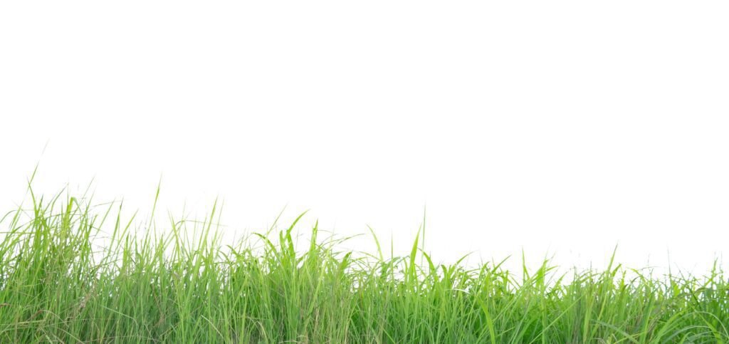 A cut-out of a clump of green tall grass on a white background with clipping paths. Stock Free