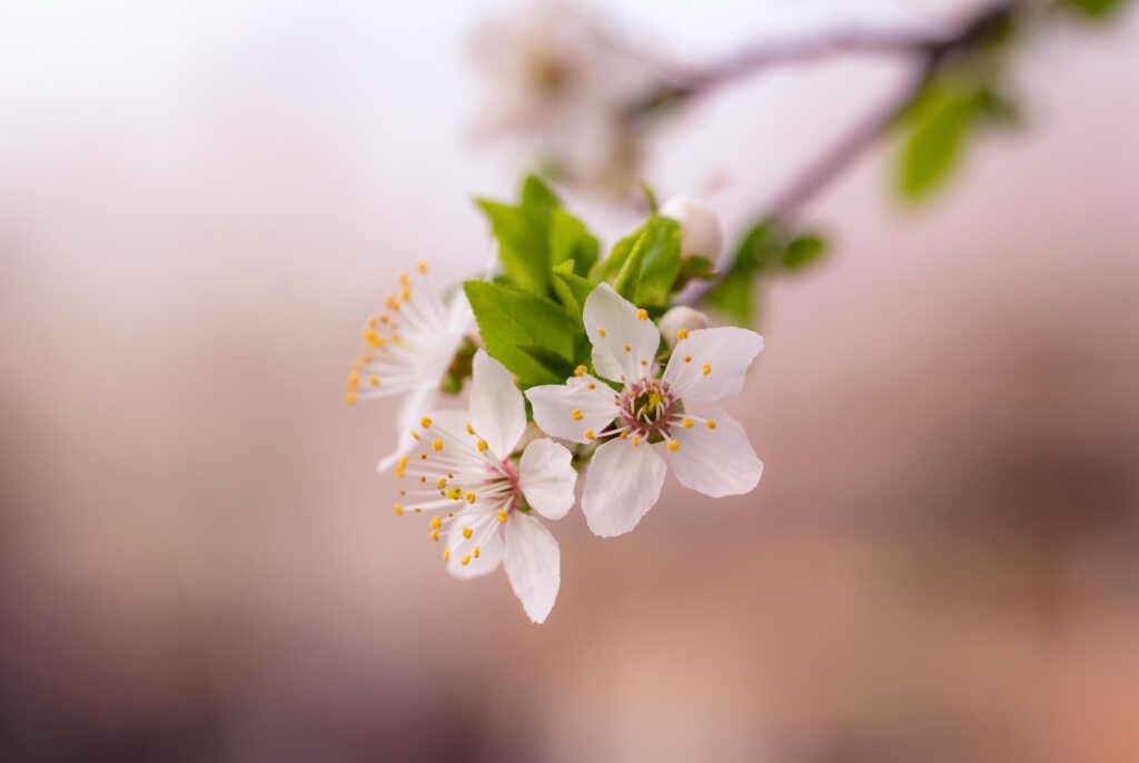 White petaled flower Stock Free