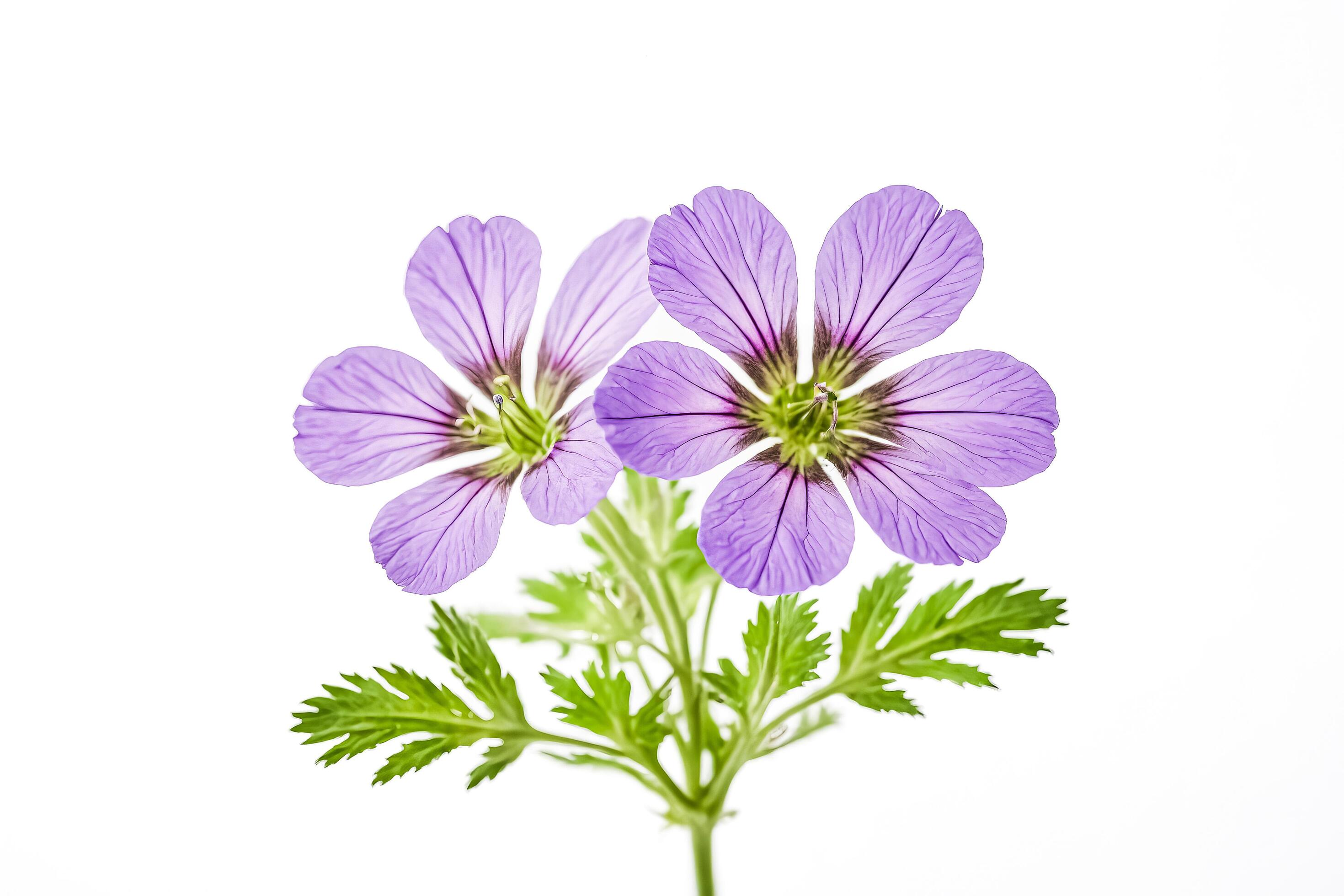 Closeup of purple geranium flower on white background Stock Free