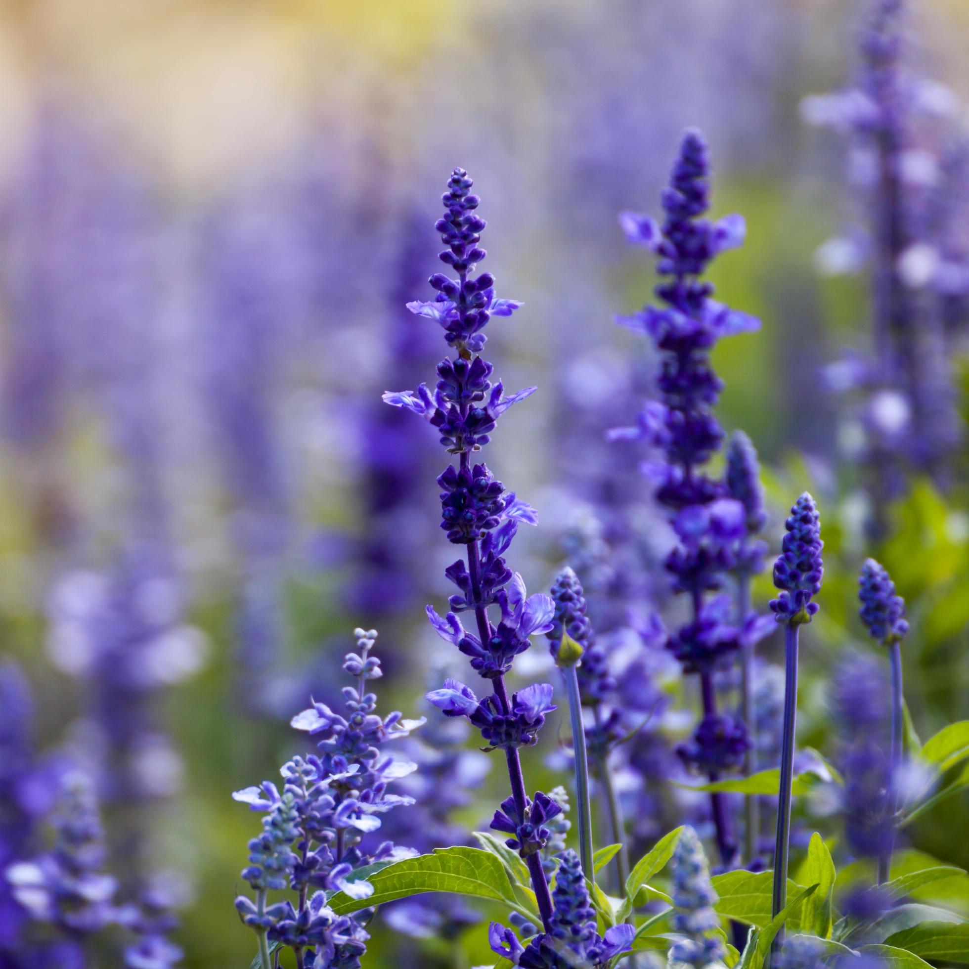 lavender flowers, close-up, selective focus Stock Free