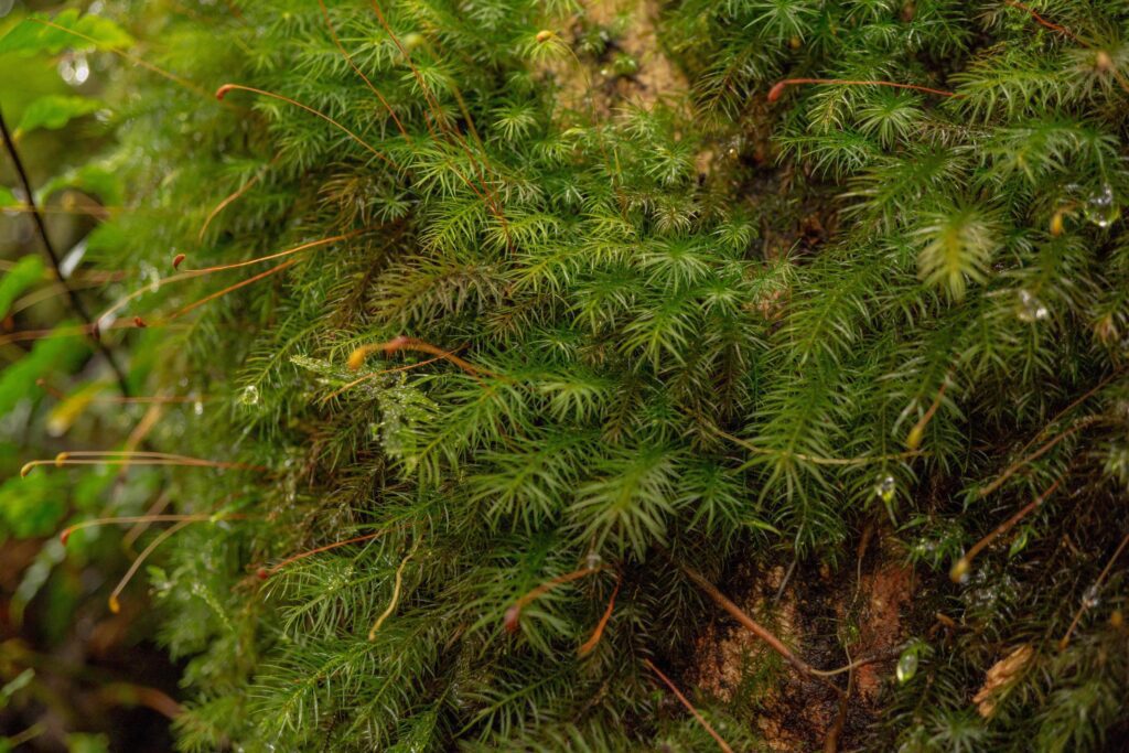 Close up photo of green little leaf on the tropical forest. Photo is suitable to use for nature background, botanical poster and nature content media. Stock Free