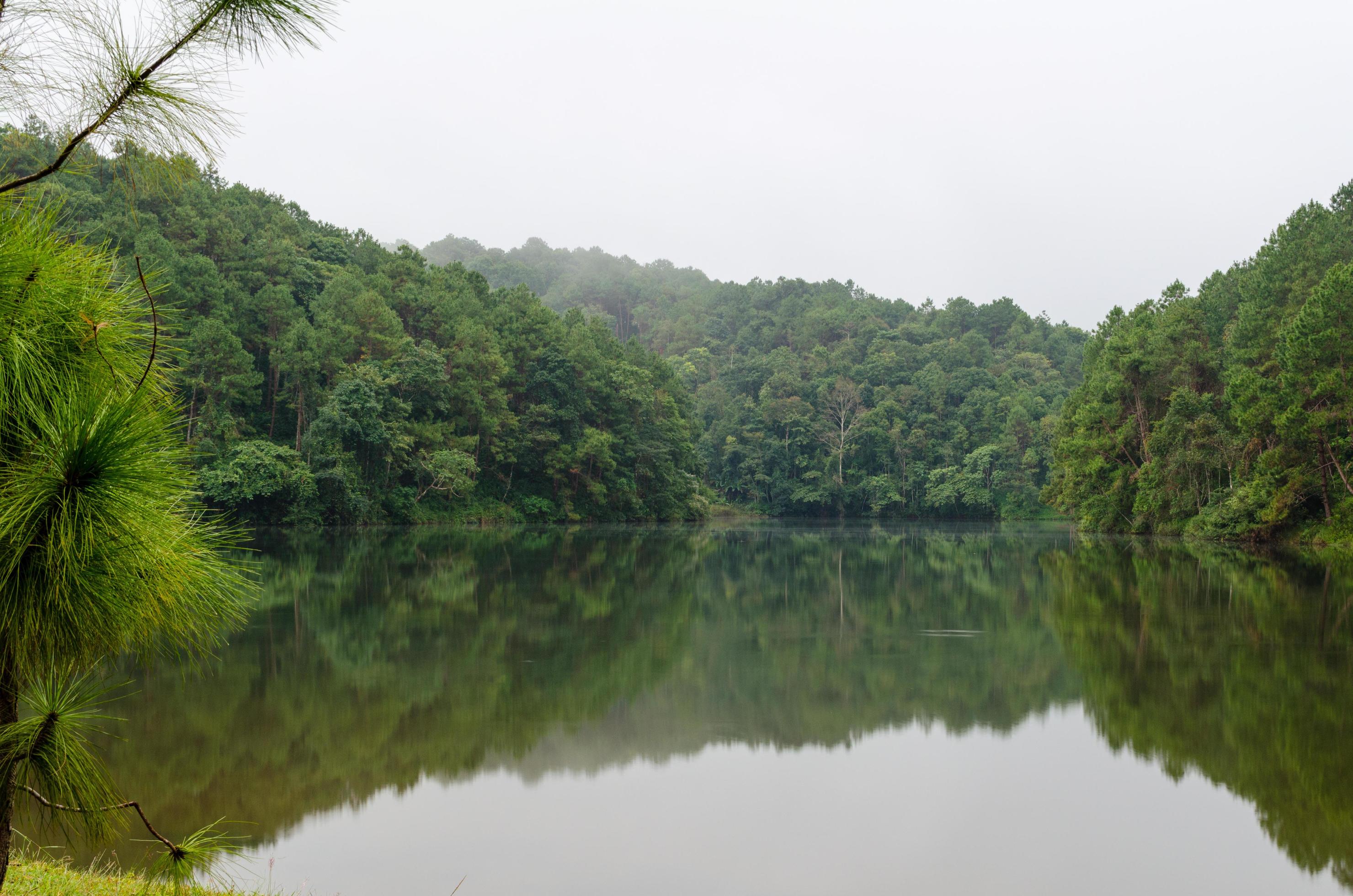 Nature landscape at dawn of lakes and pine forests Stock Free