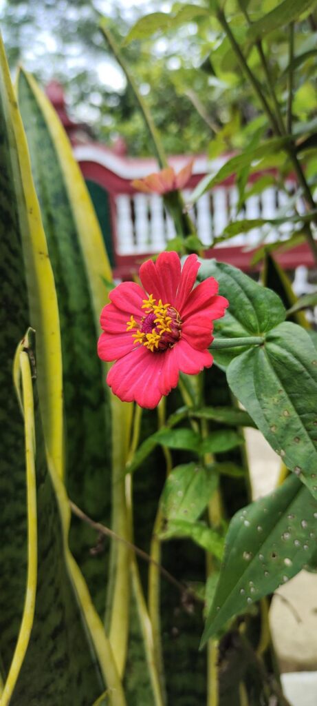 Beautiful pink flowers indonesian Stock Free