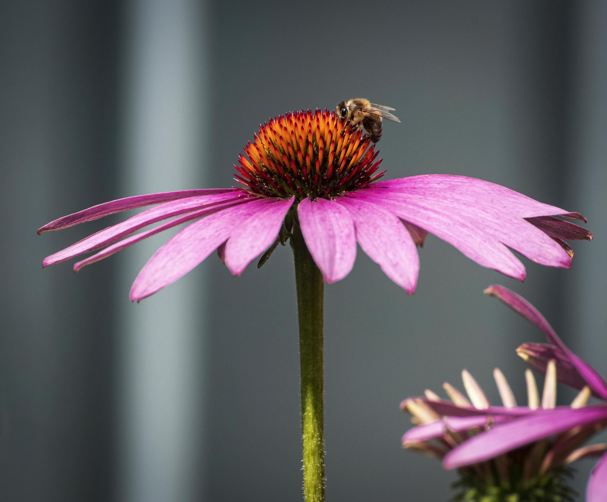 Bee on echinacea flower Stock Free