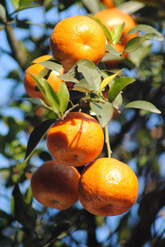 Orange Plant Bunch Stock Free