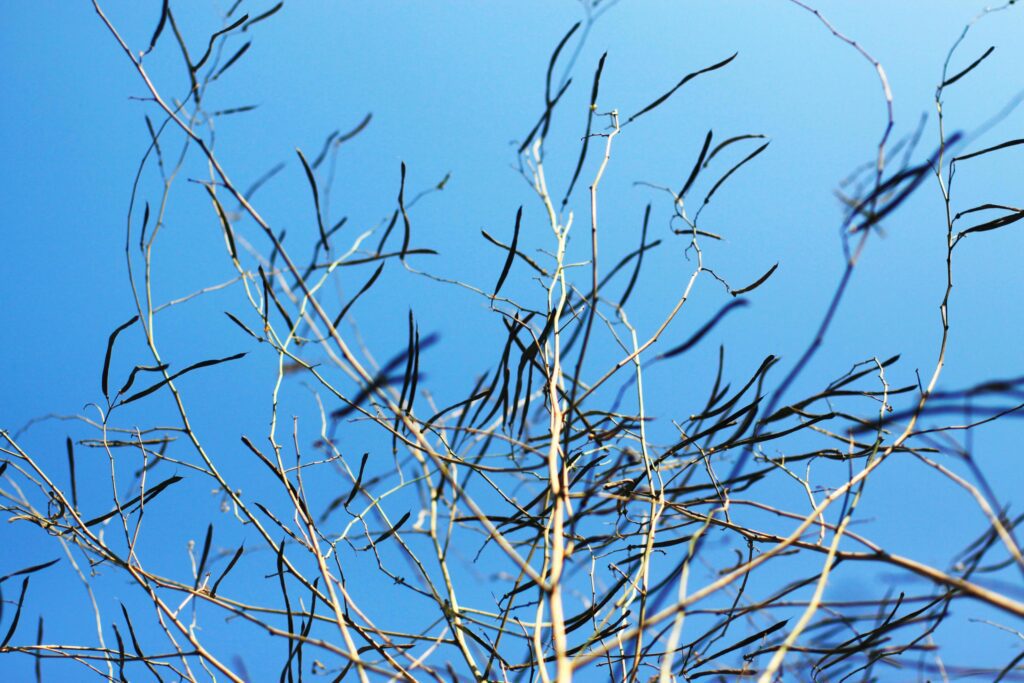 Dry tree Branch on blue sky with natural sunlight in Summer season Stock Free