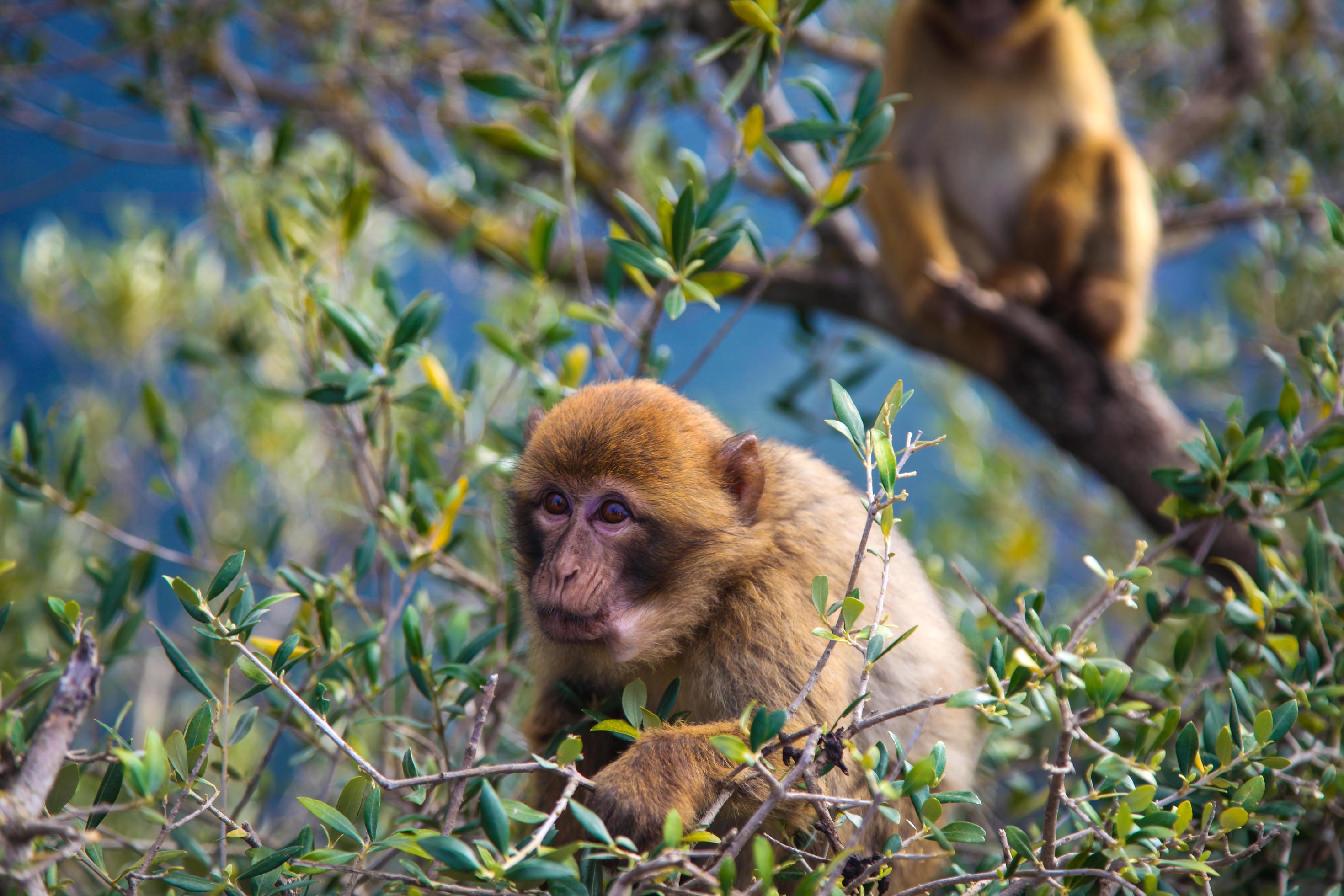 A family of monkeys on the mountain Stock Free